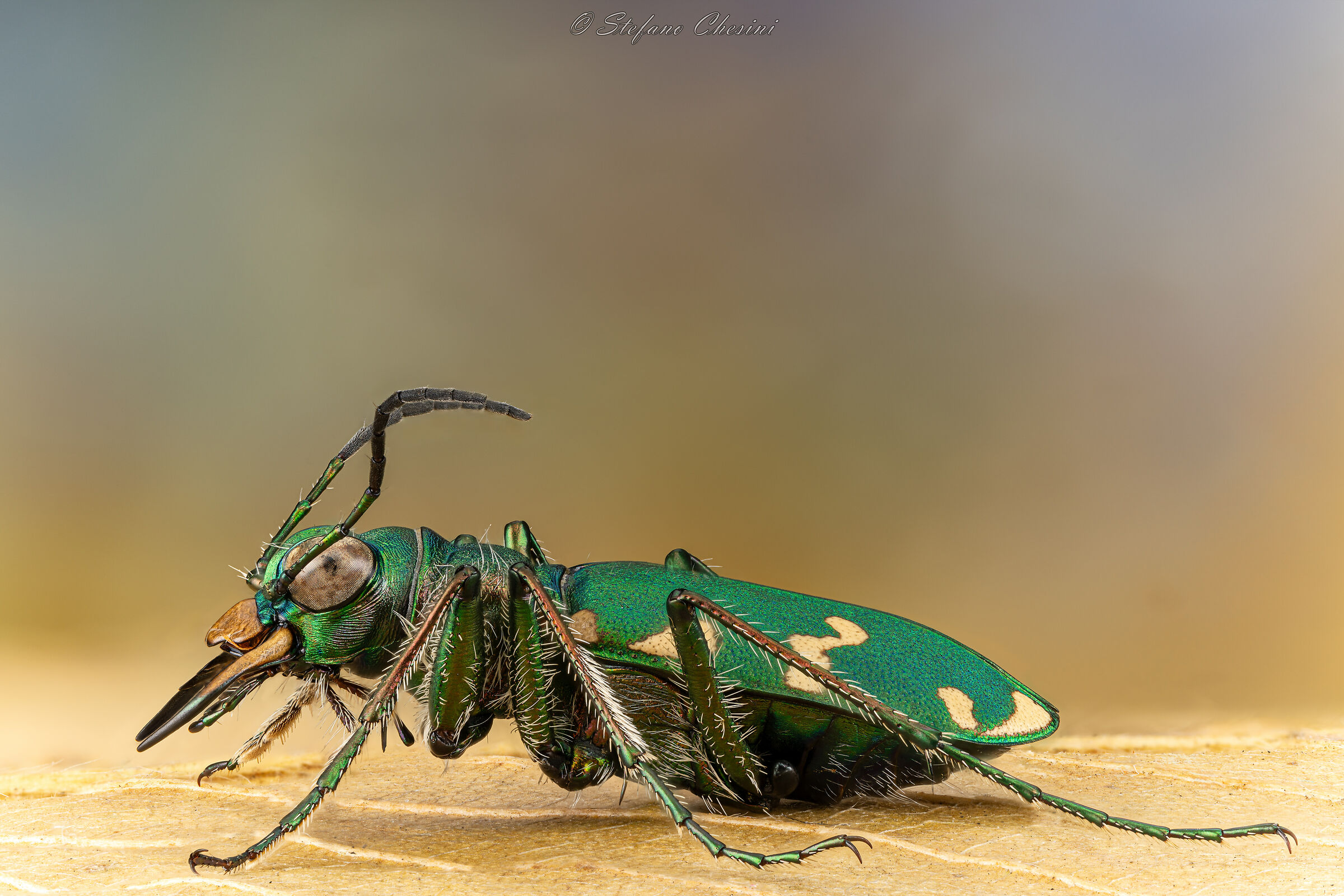 Cicindela campestris