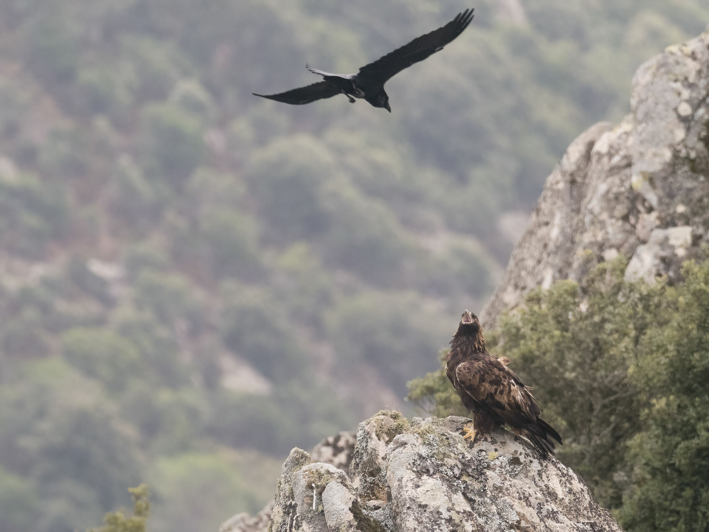 Aquila reale Sardegna