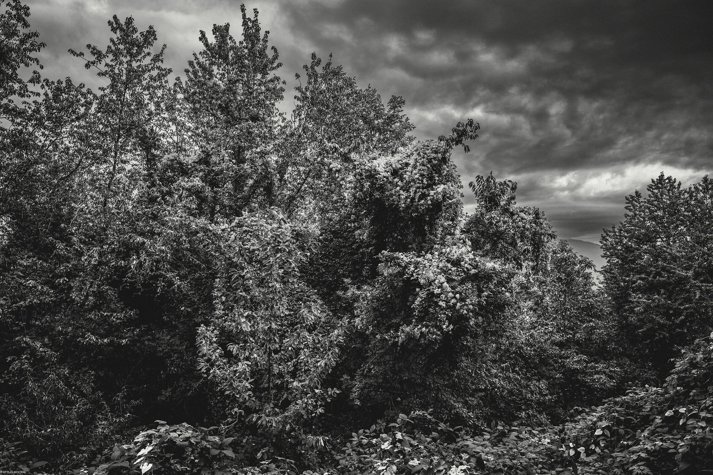 Creature, più ti allontani e più le vedi