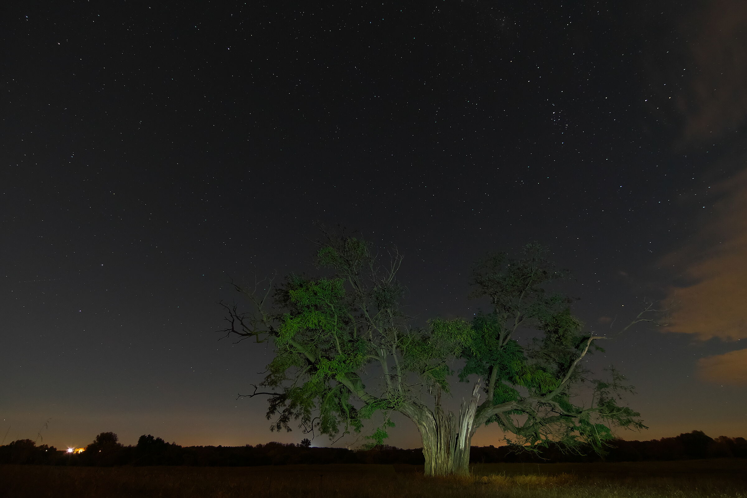 Notte di vecchie acacie