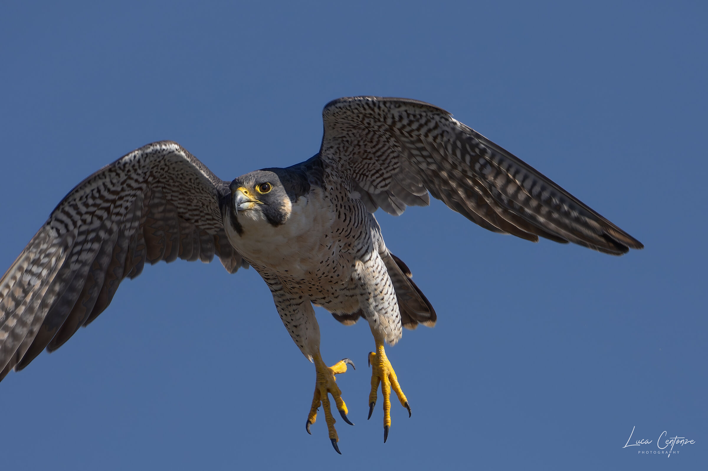 Il decollo del Pellegrino