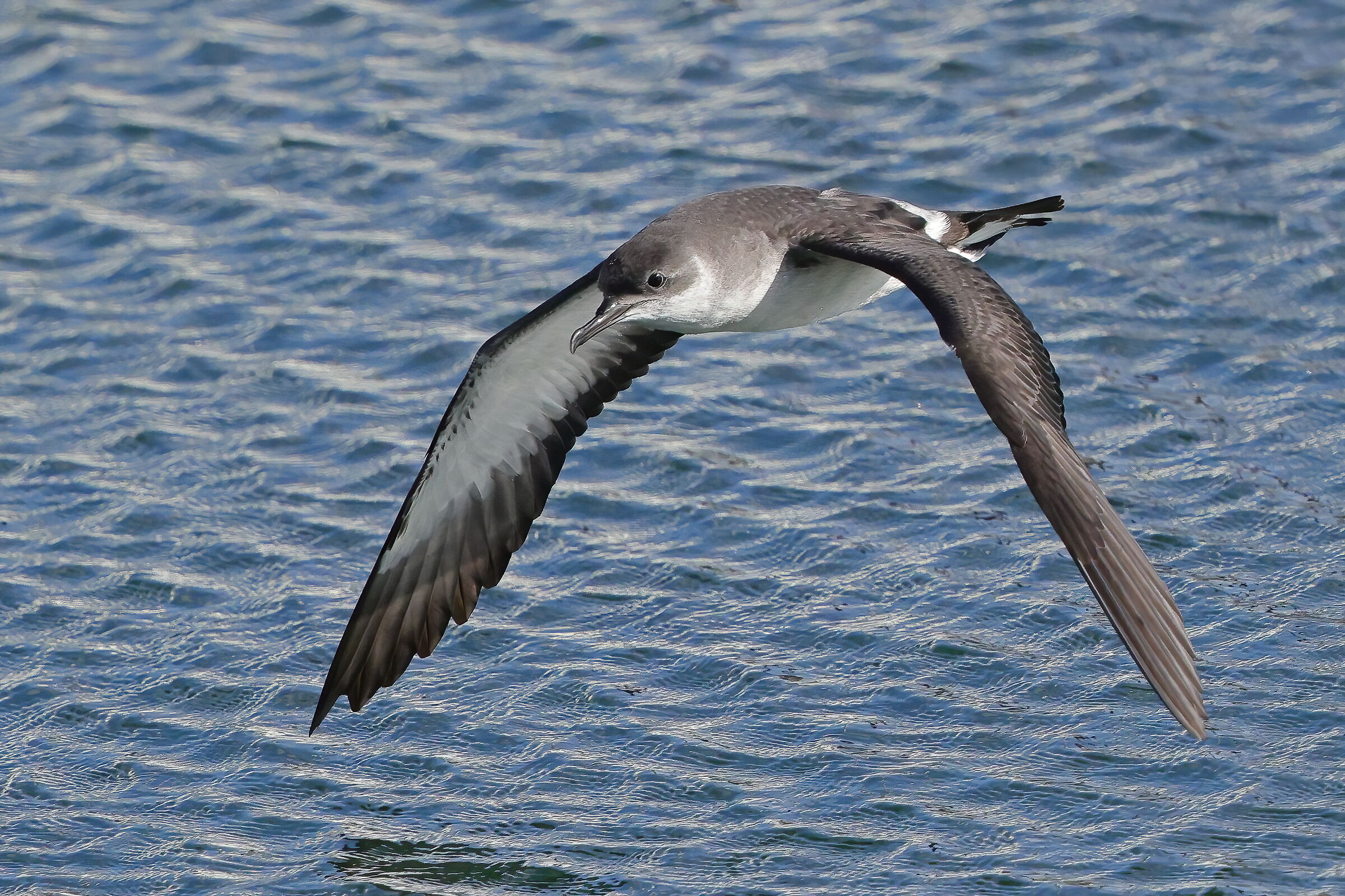 Atlantic Shearwater