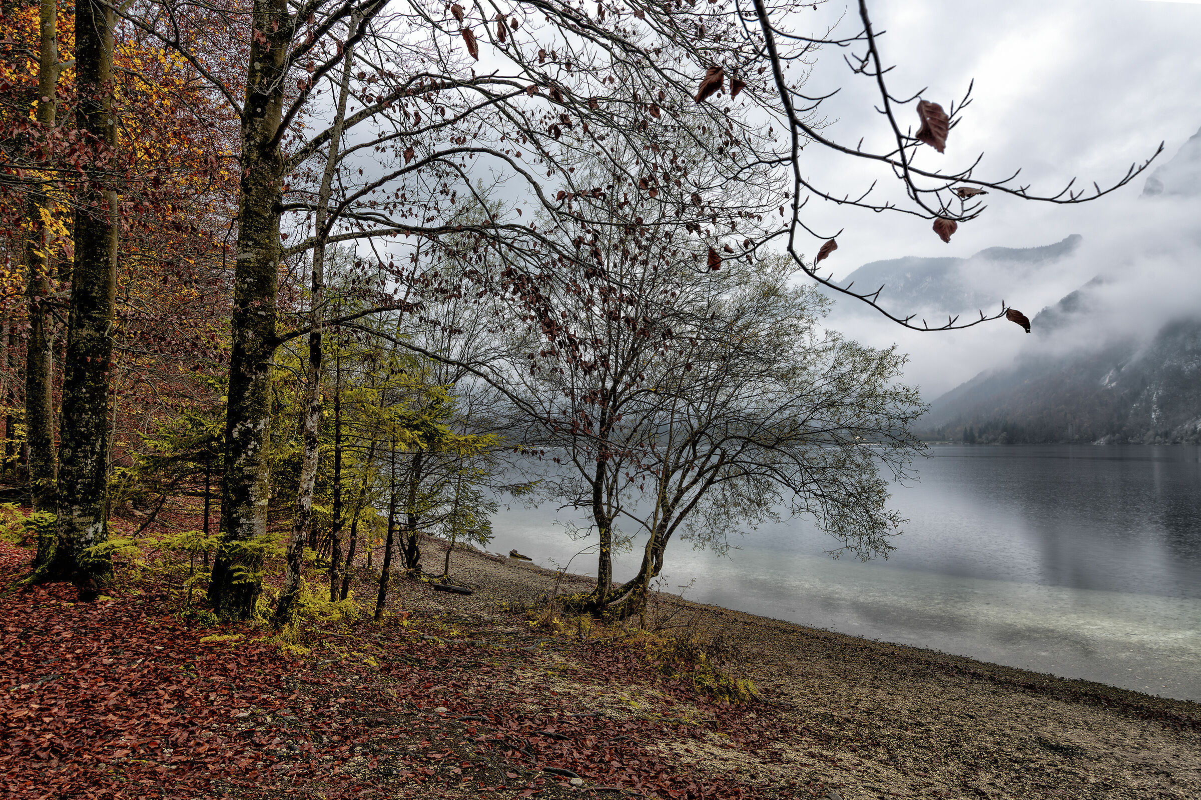 "Si sta come d'autunno sugli alberi le foglie"