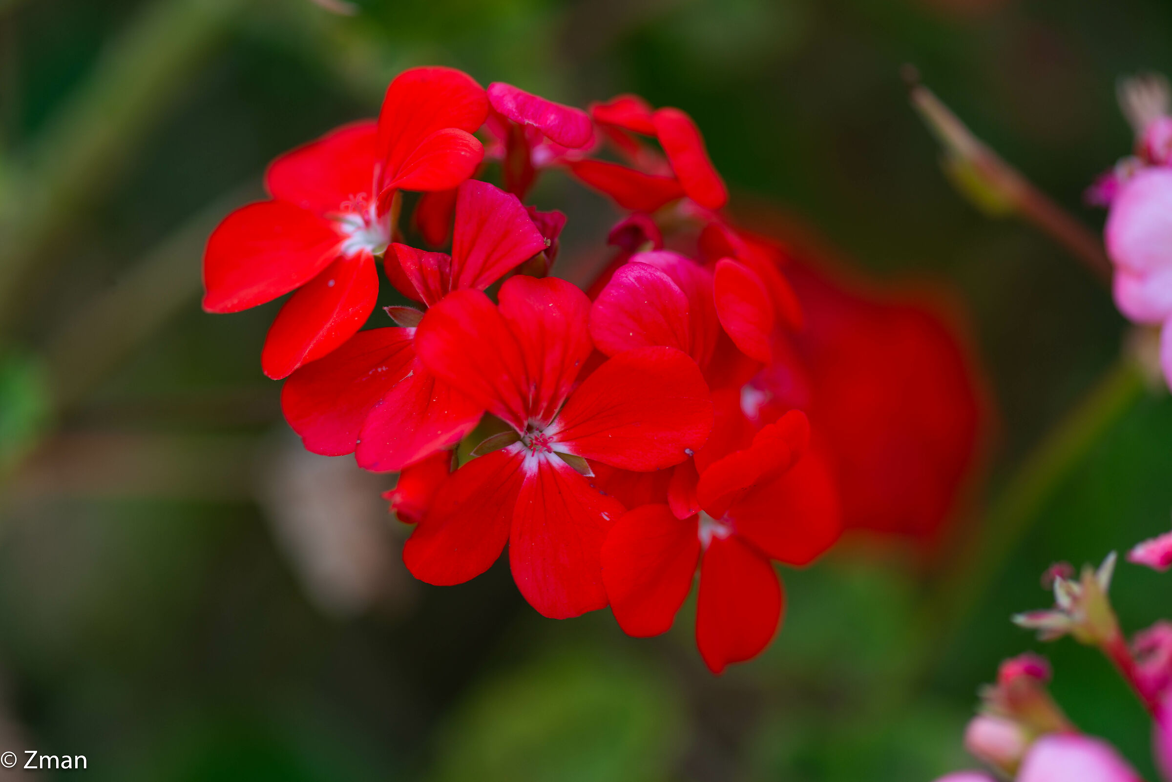 Red Geranium
