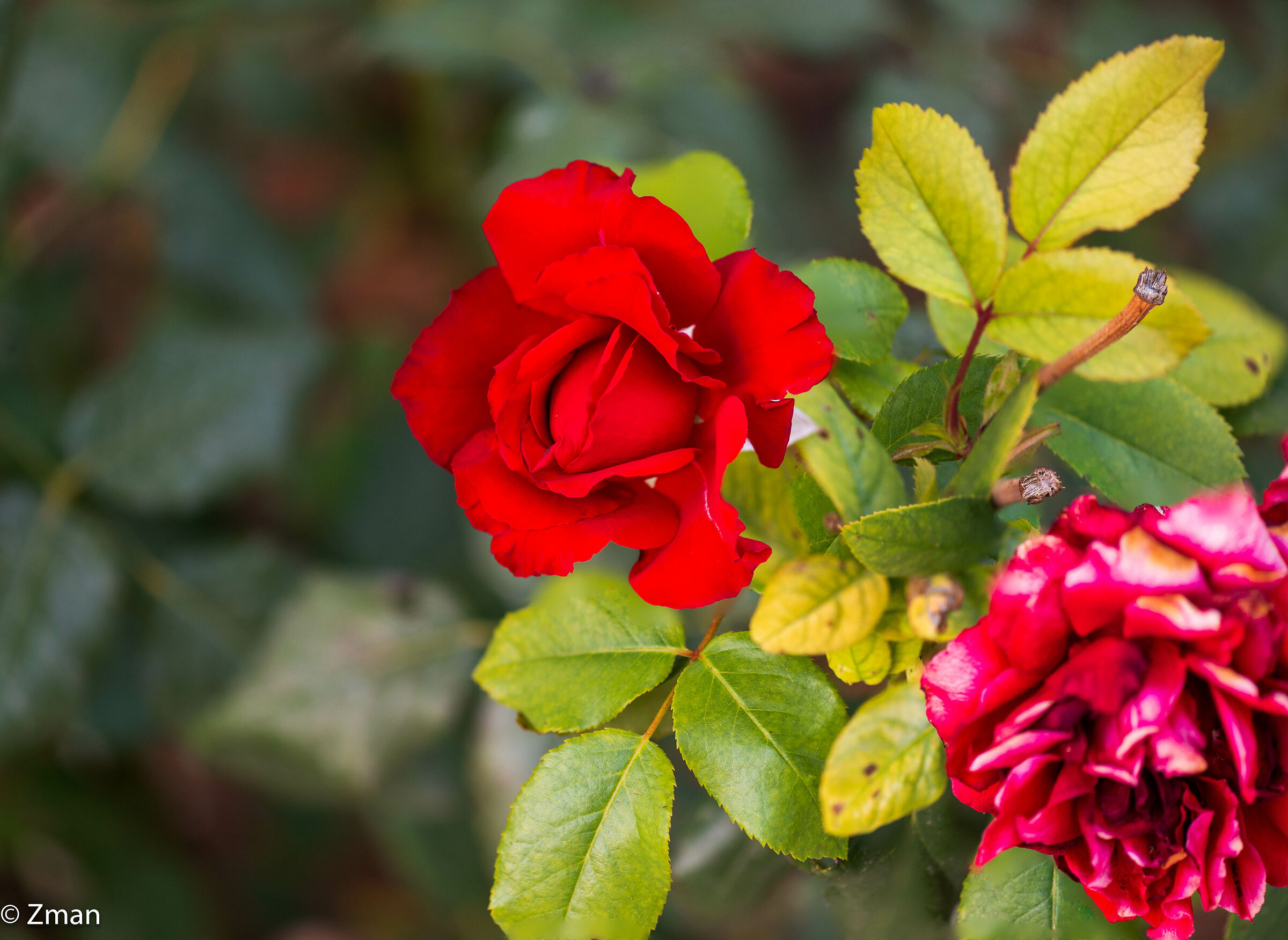 Red Roses for Freedom Fighters