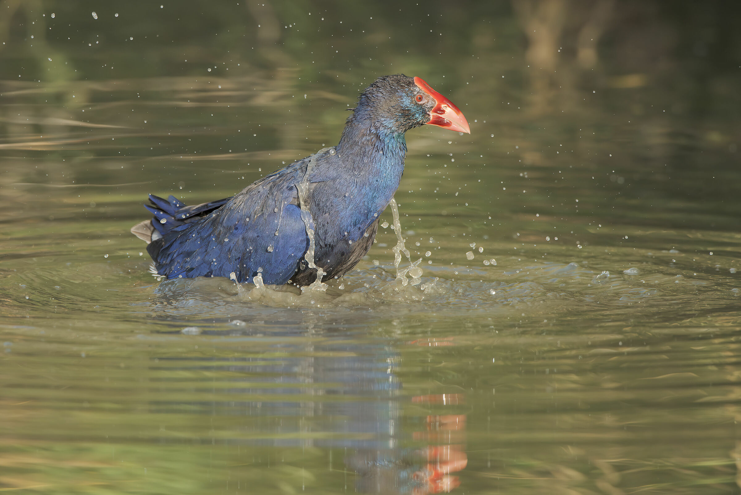 il bagno del sultano