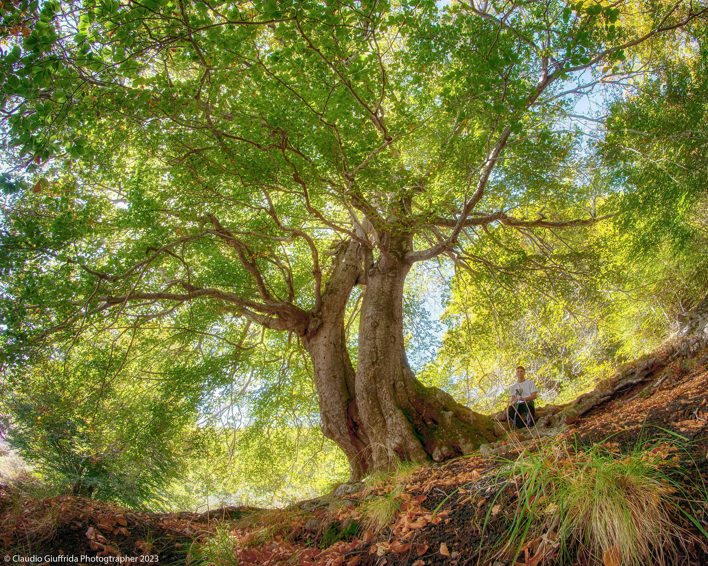 Ilice di Acqua Rocca degli Zappini