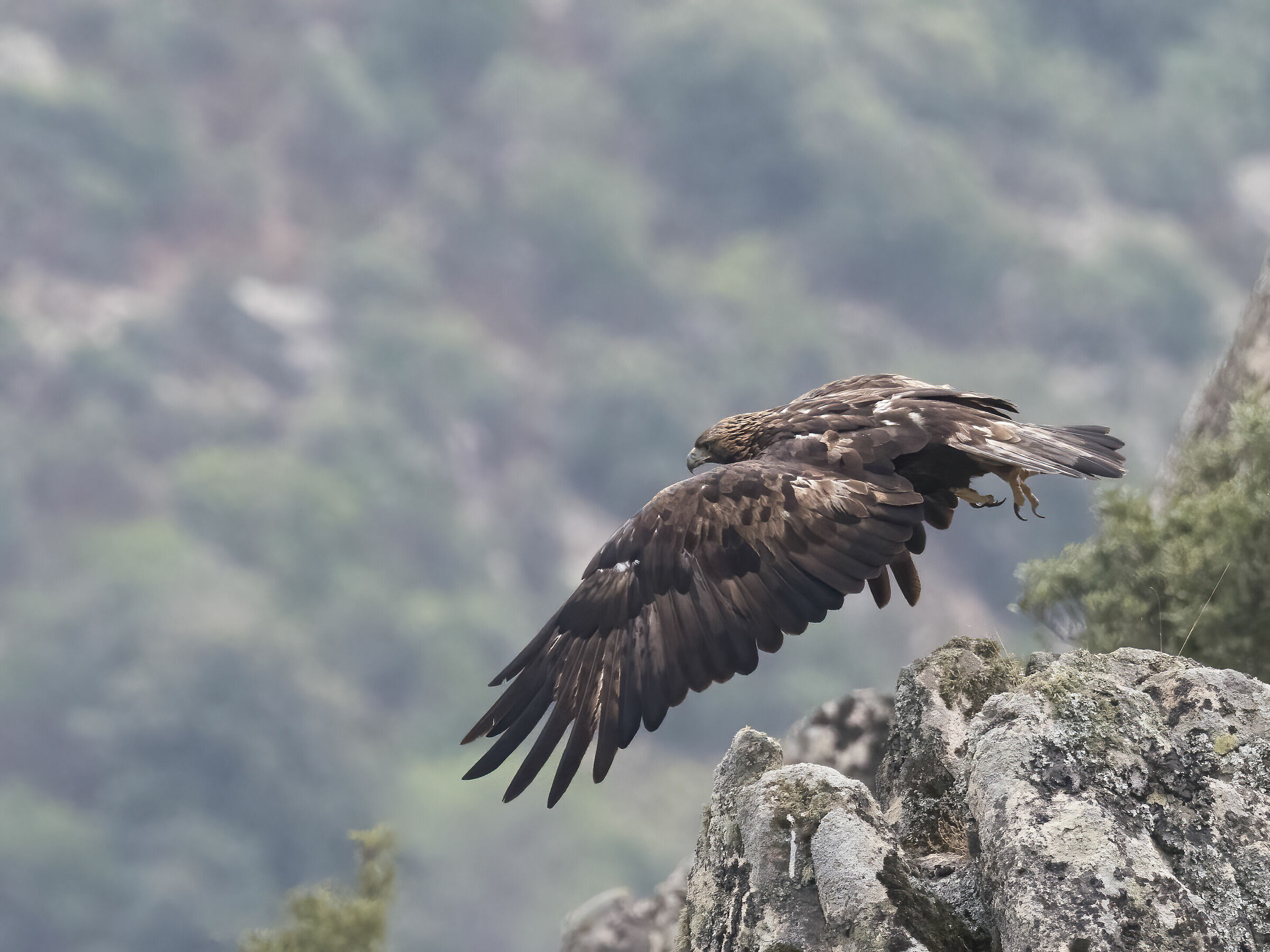 Aquila reale Sardegna