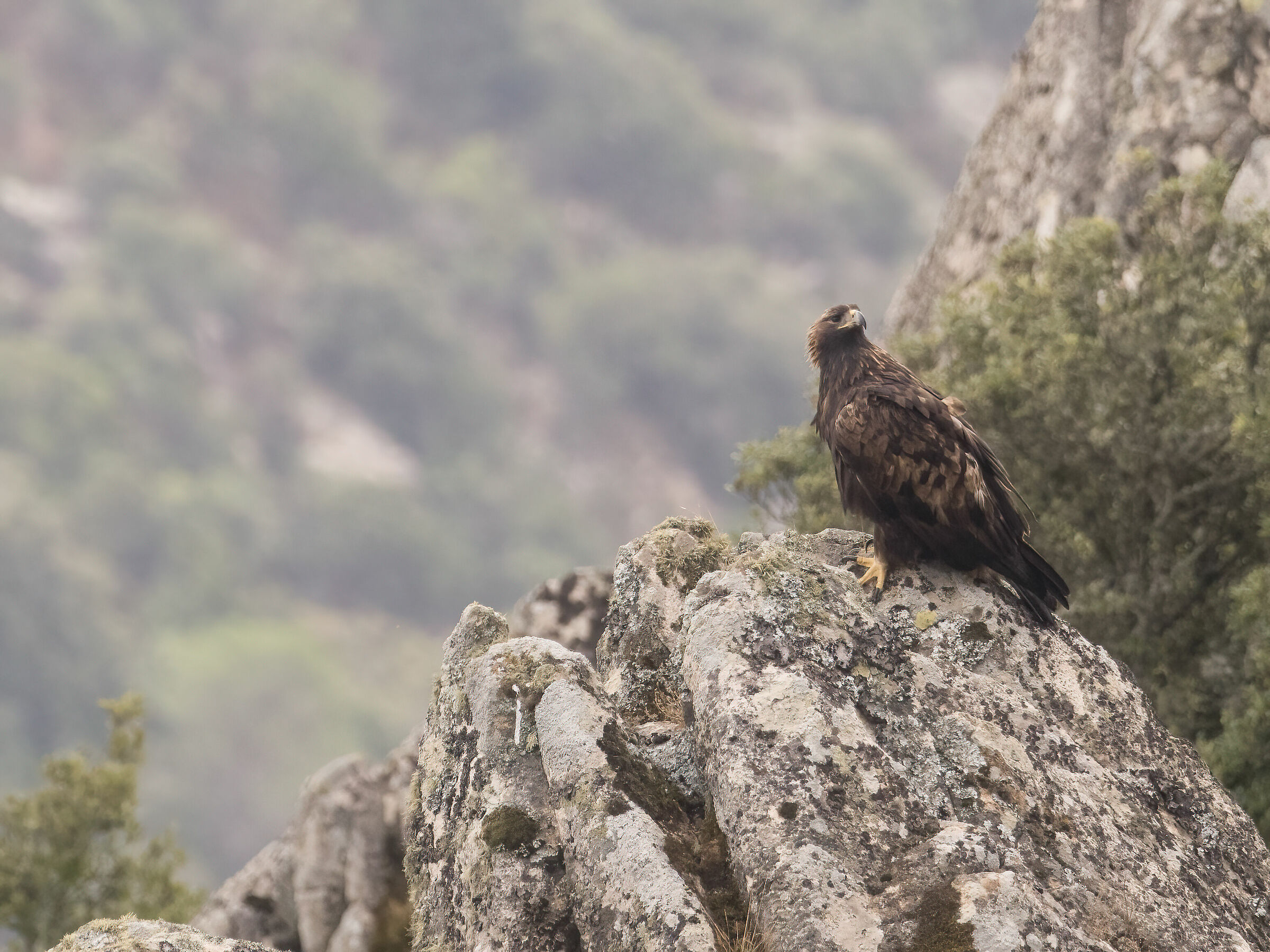 Aquila reale Sardegna