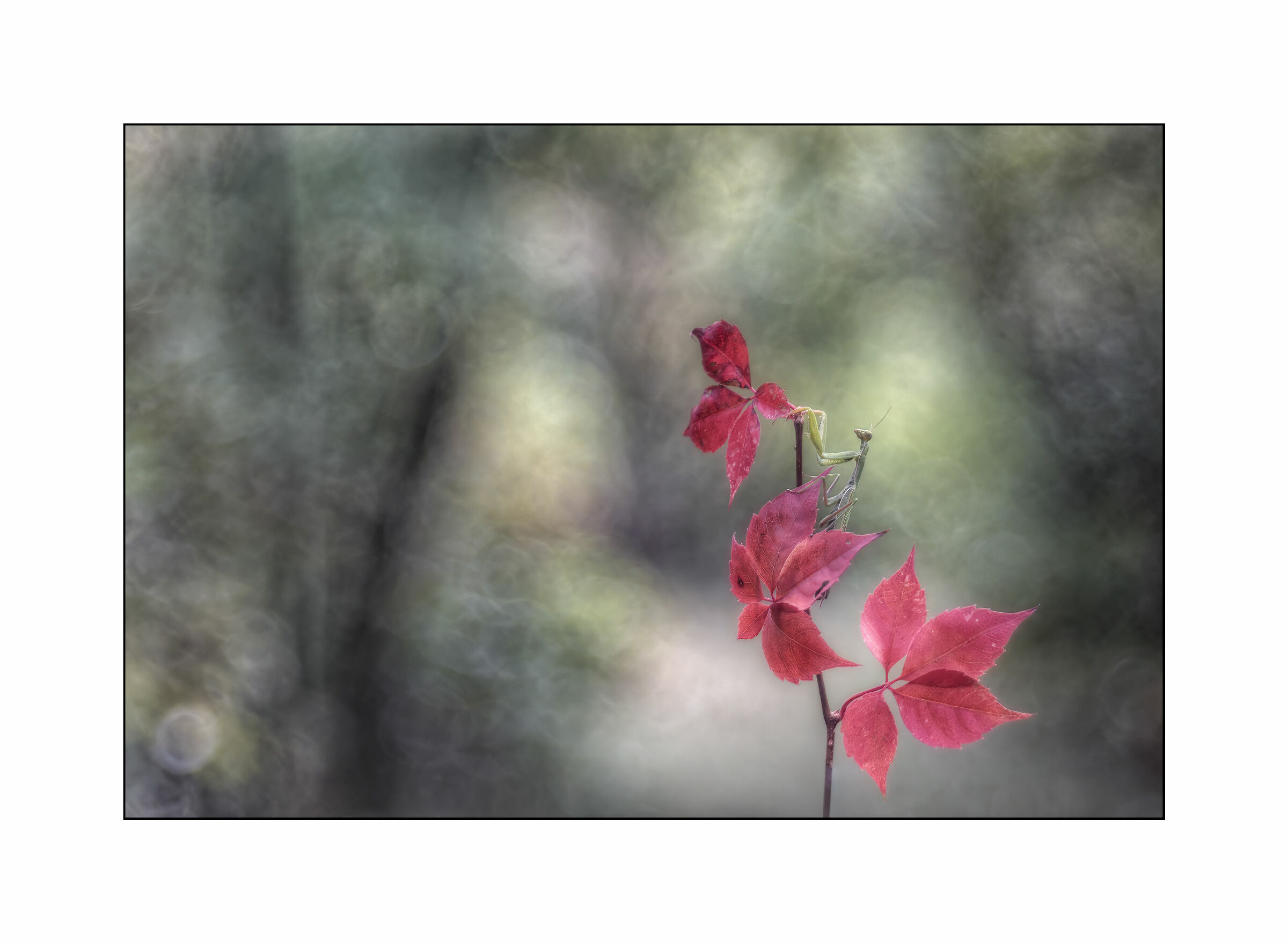 Red leaves with host