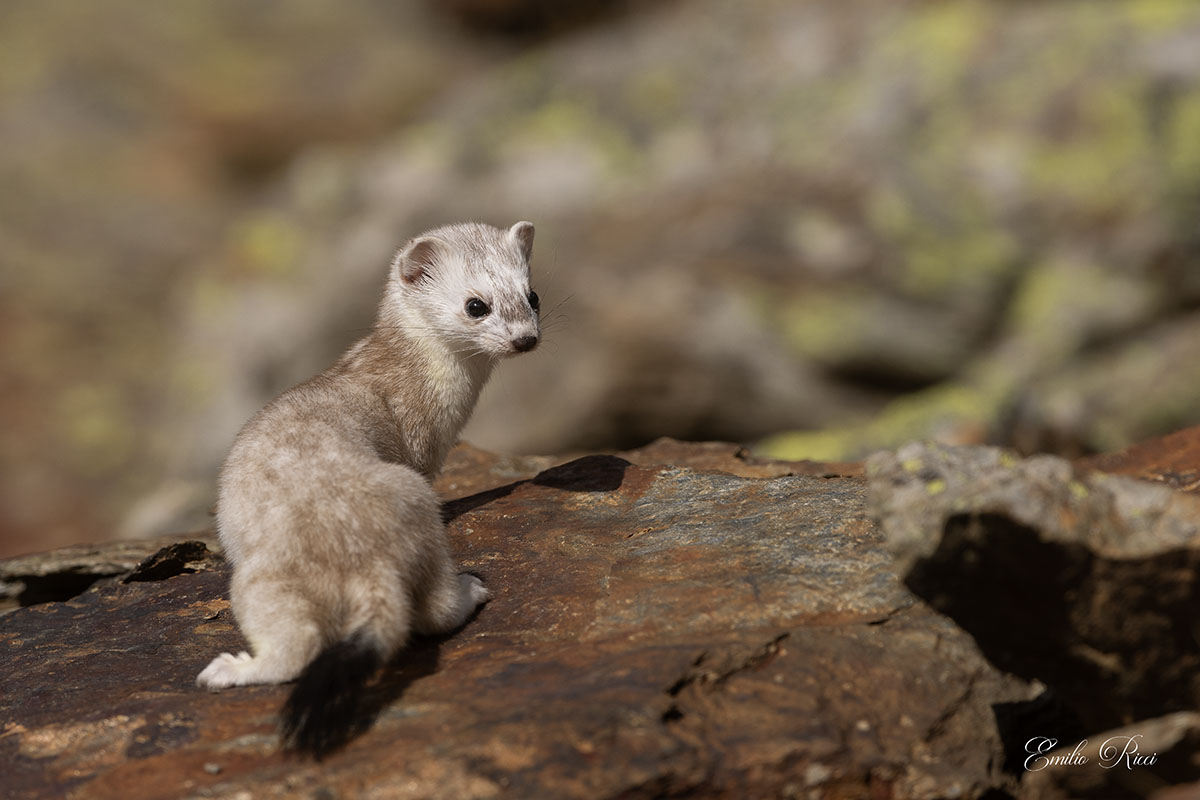 Ermellino-muta invernale quasi terminata-