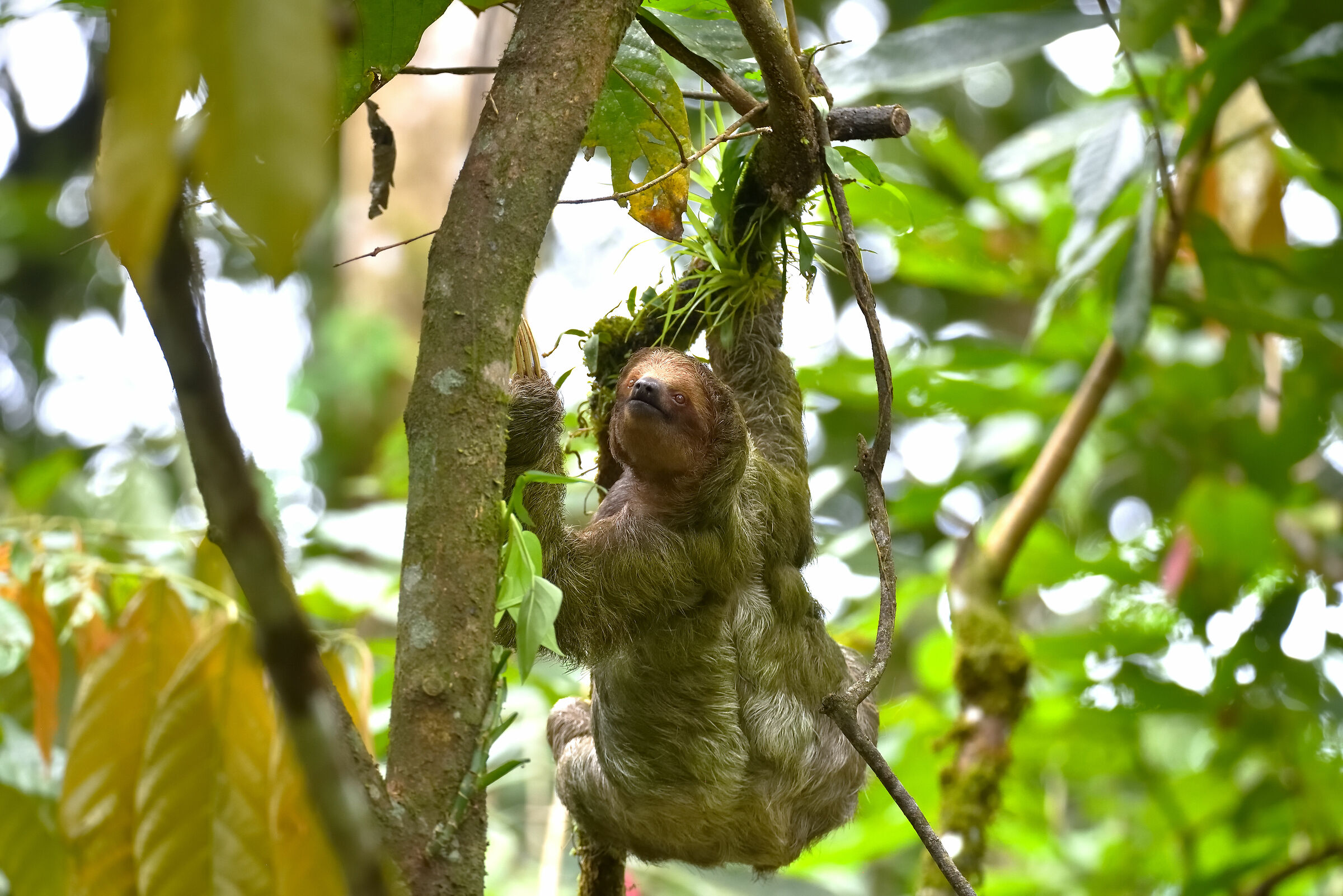 A three-toed sloth moves slowly tree to tree