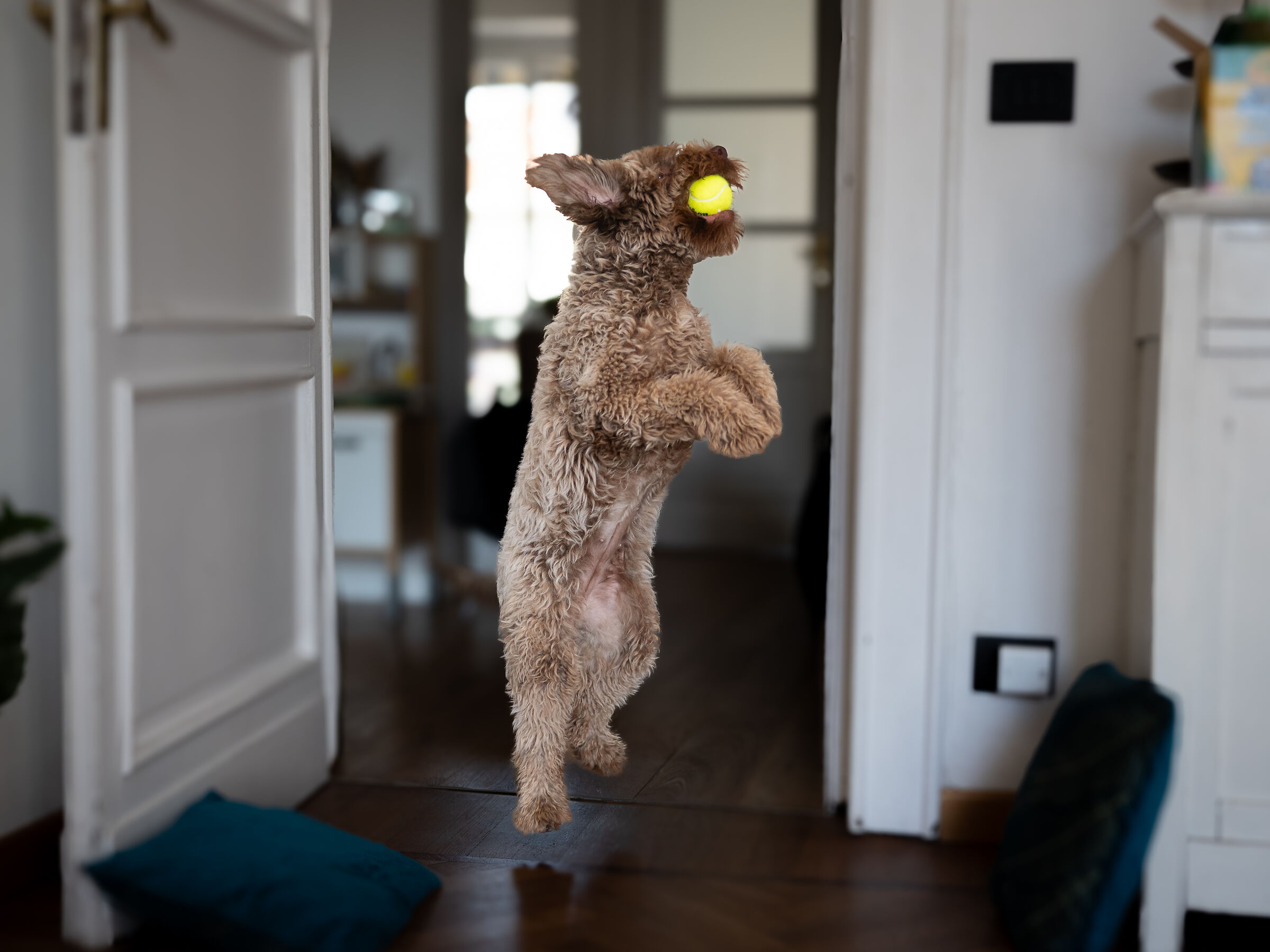 Oplá in una domenica di pioggia