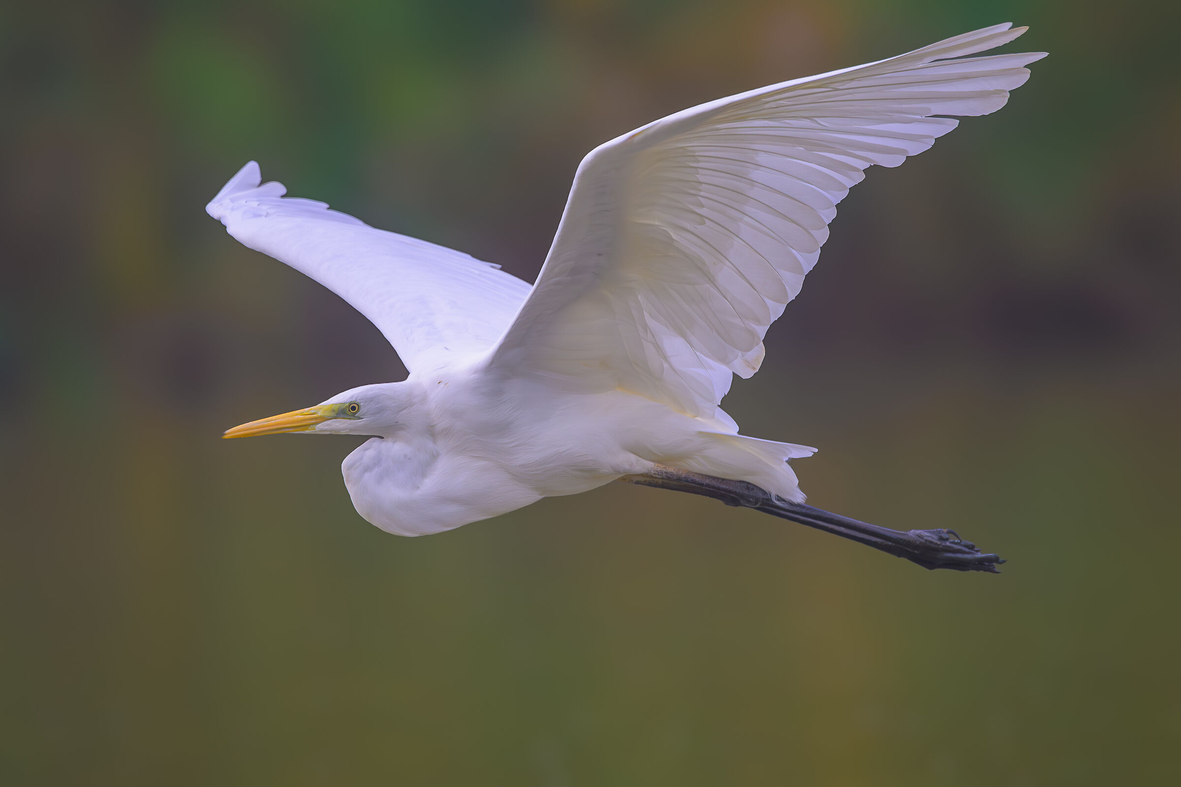 White Heron