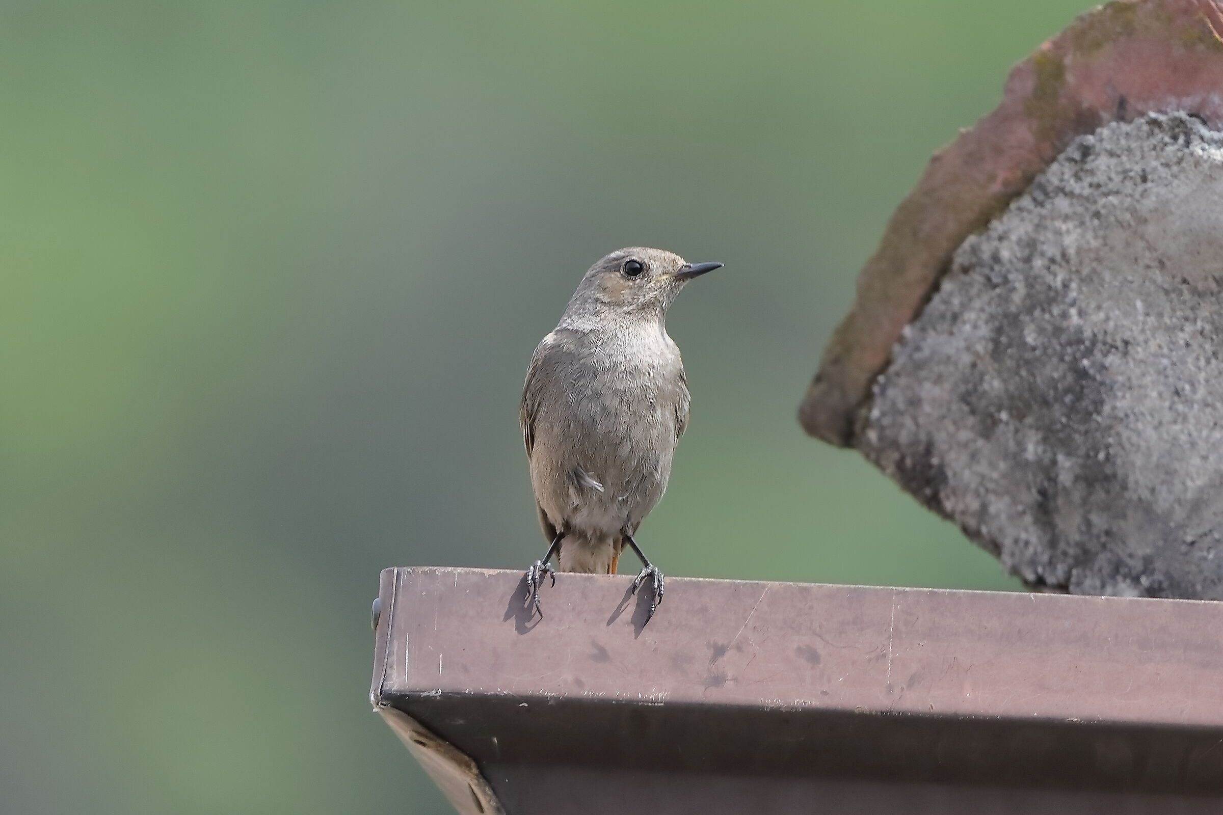 Redstart 30-05-2023
