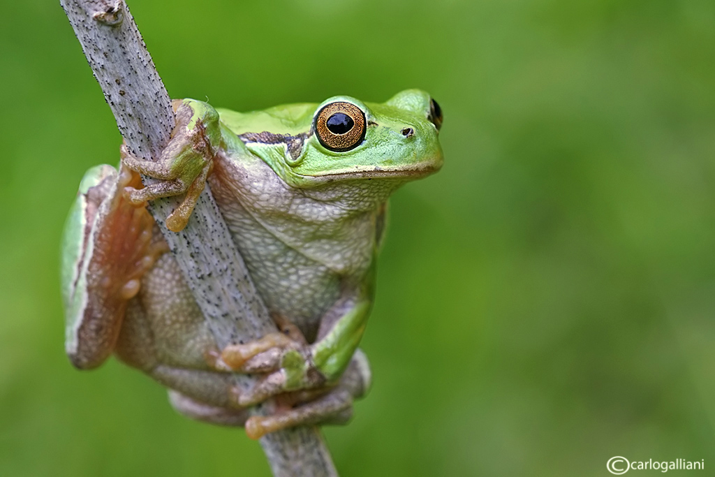 Treefrog