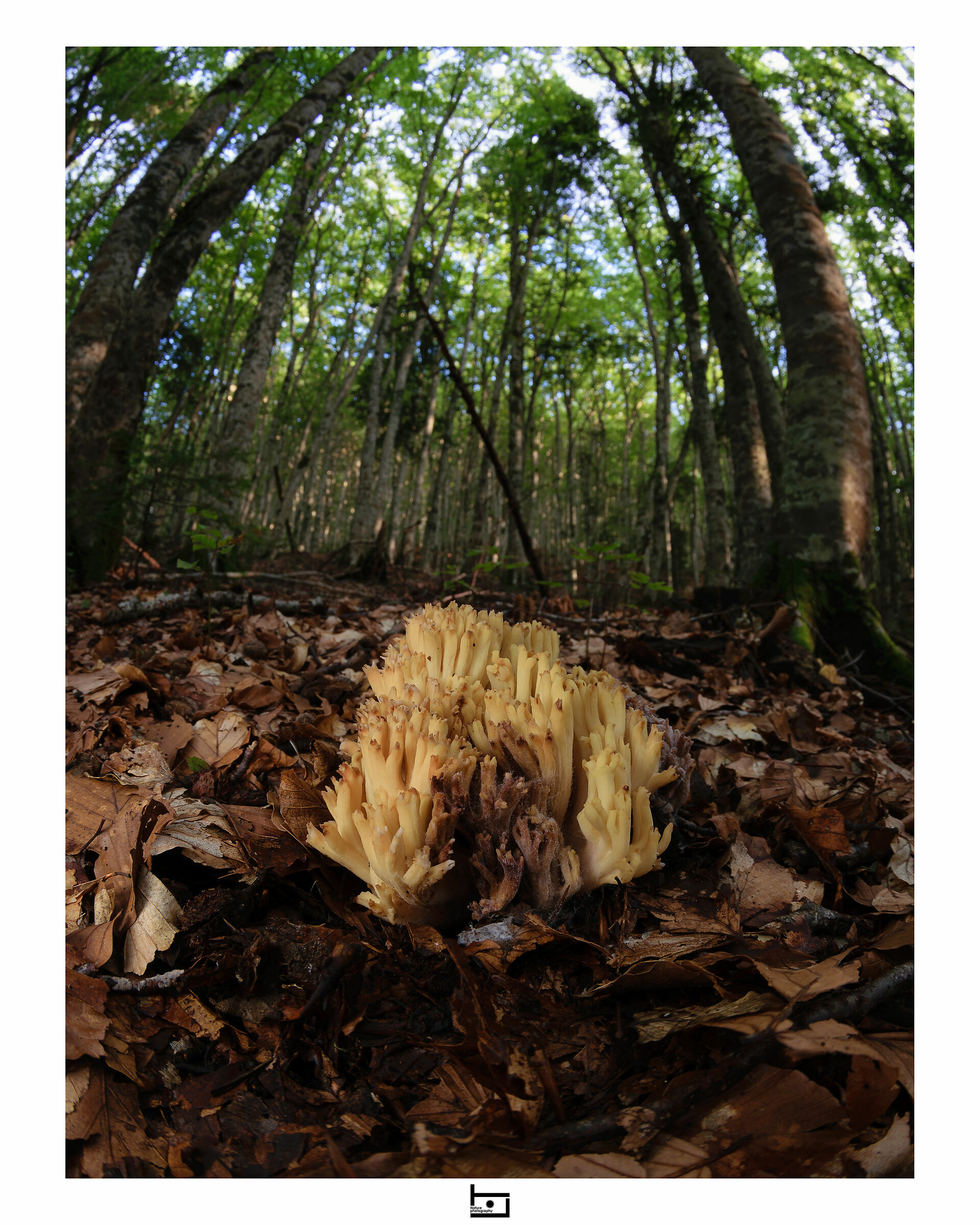 Immersi nel bosco - 4