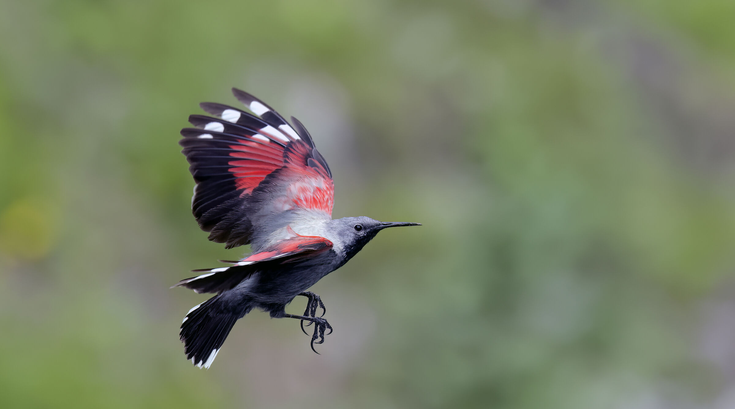 Vola il Picchio Muraiolo