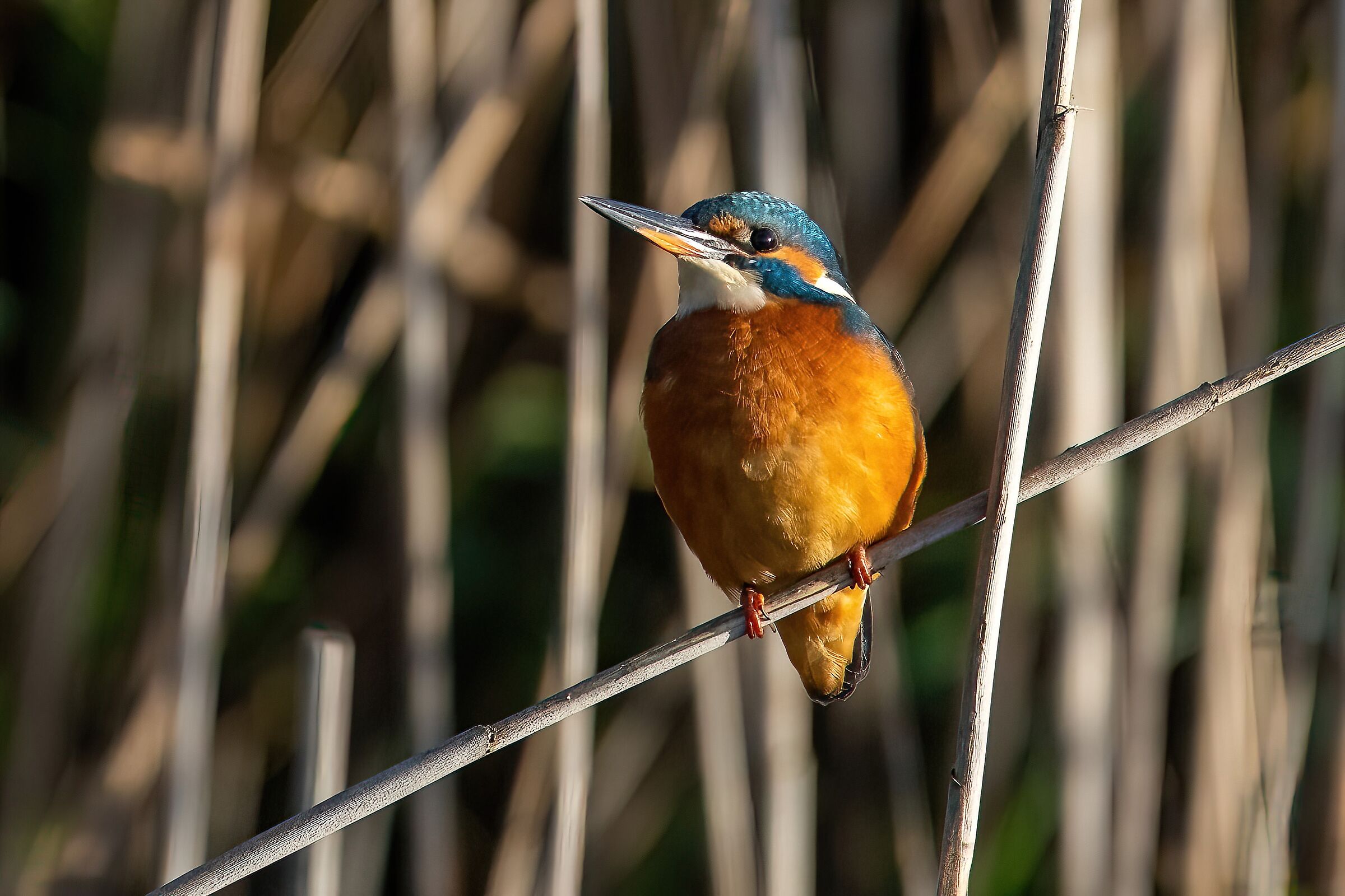 Kingfisher