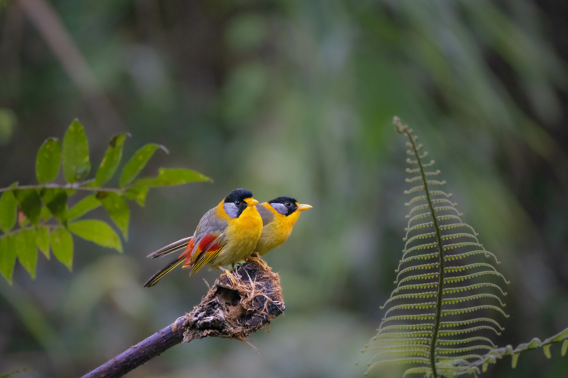 Silver-eared Mesias