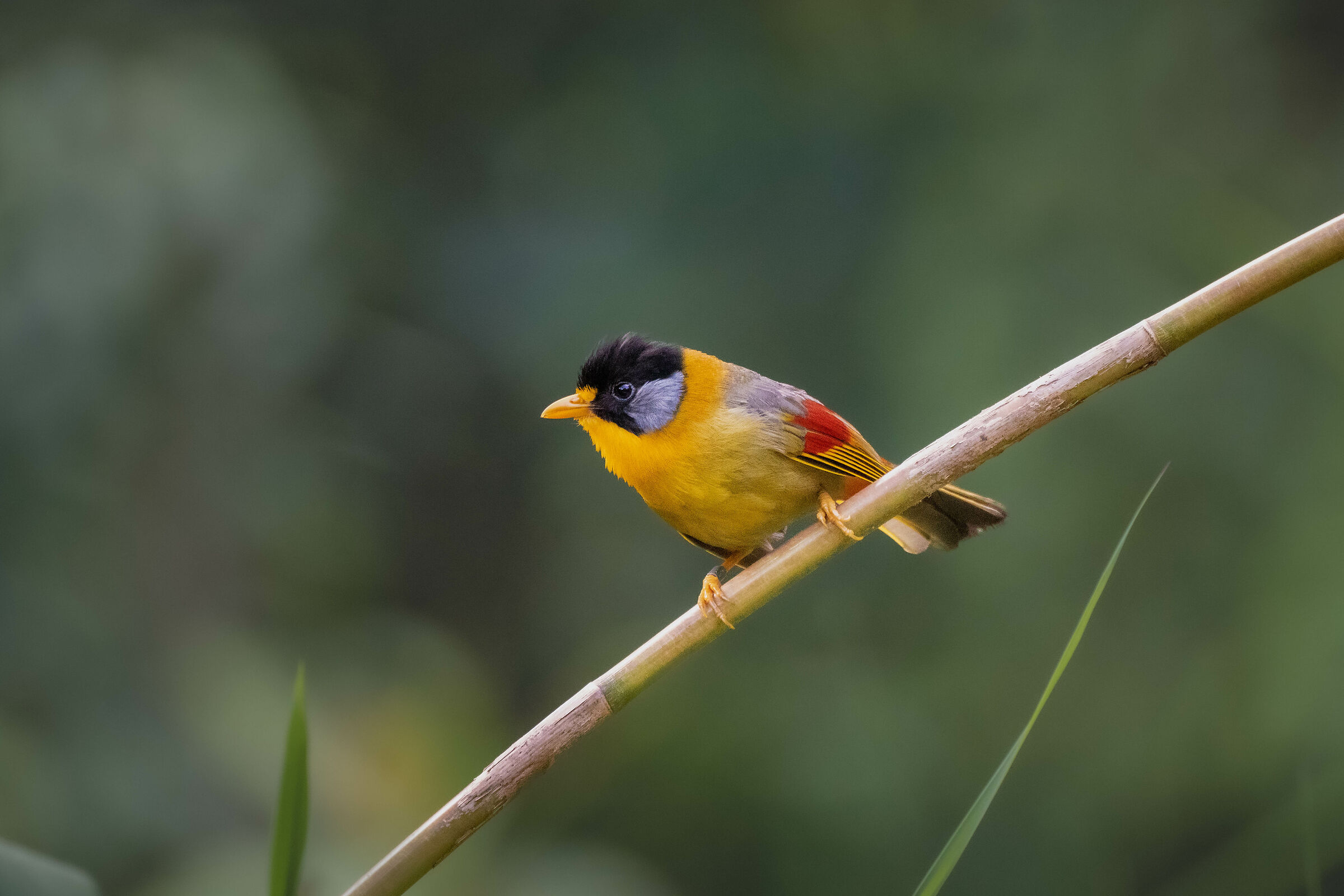 Silver-eared Mesia