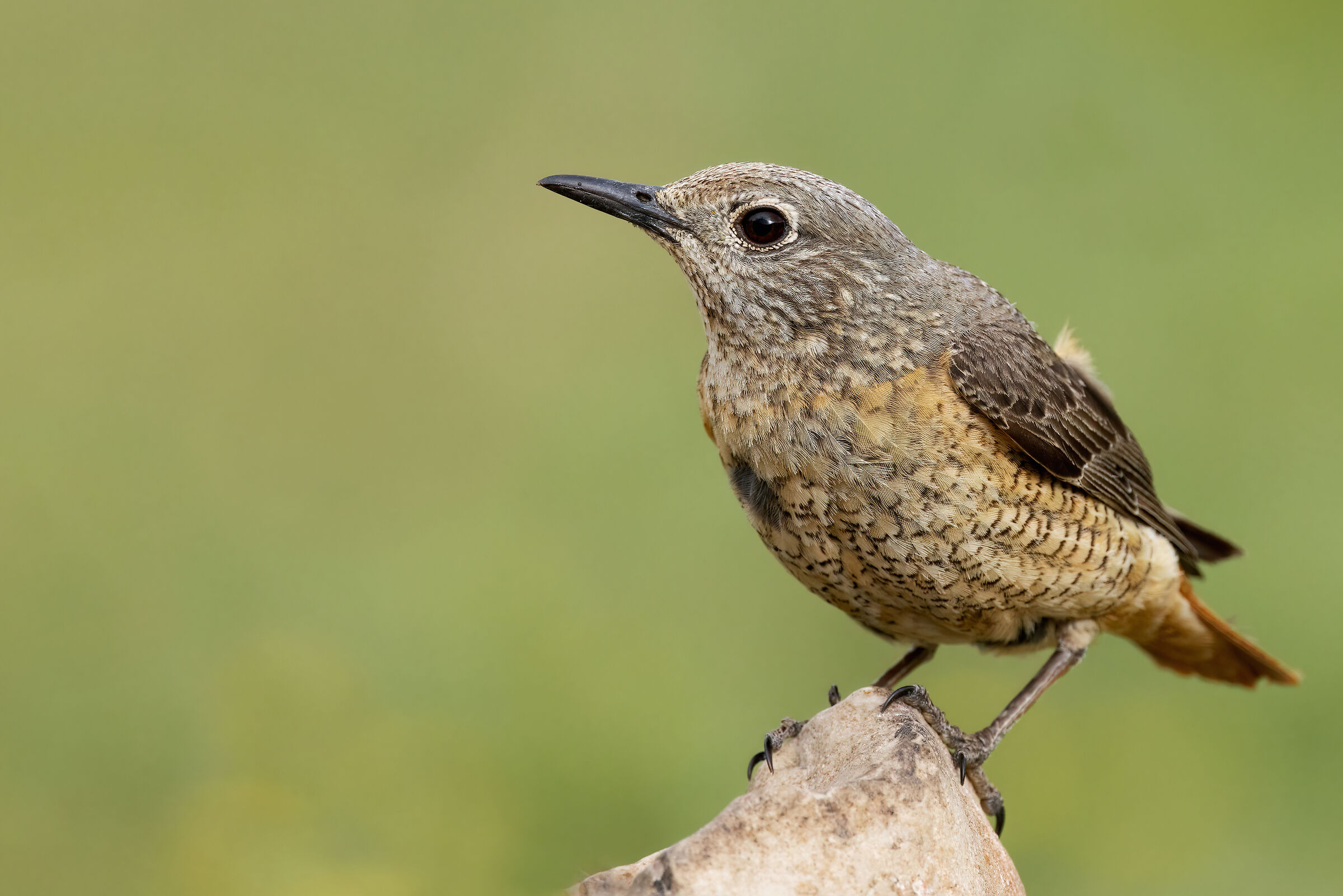 Codirossone (Monticola saxatilis)