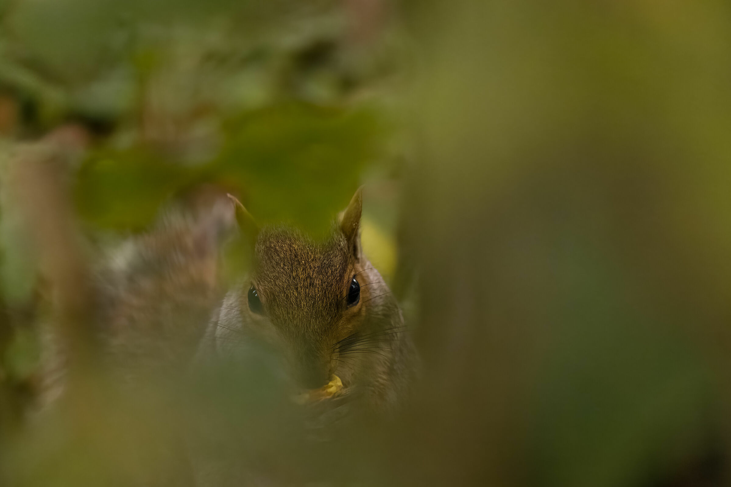 lo sguardo nel bosco