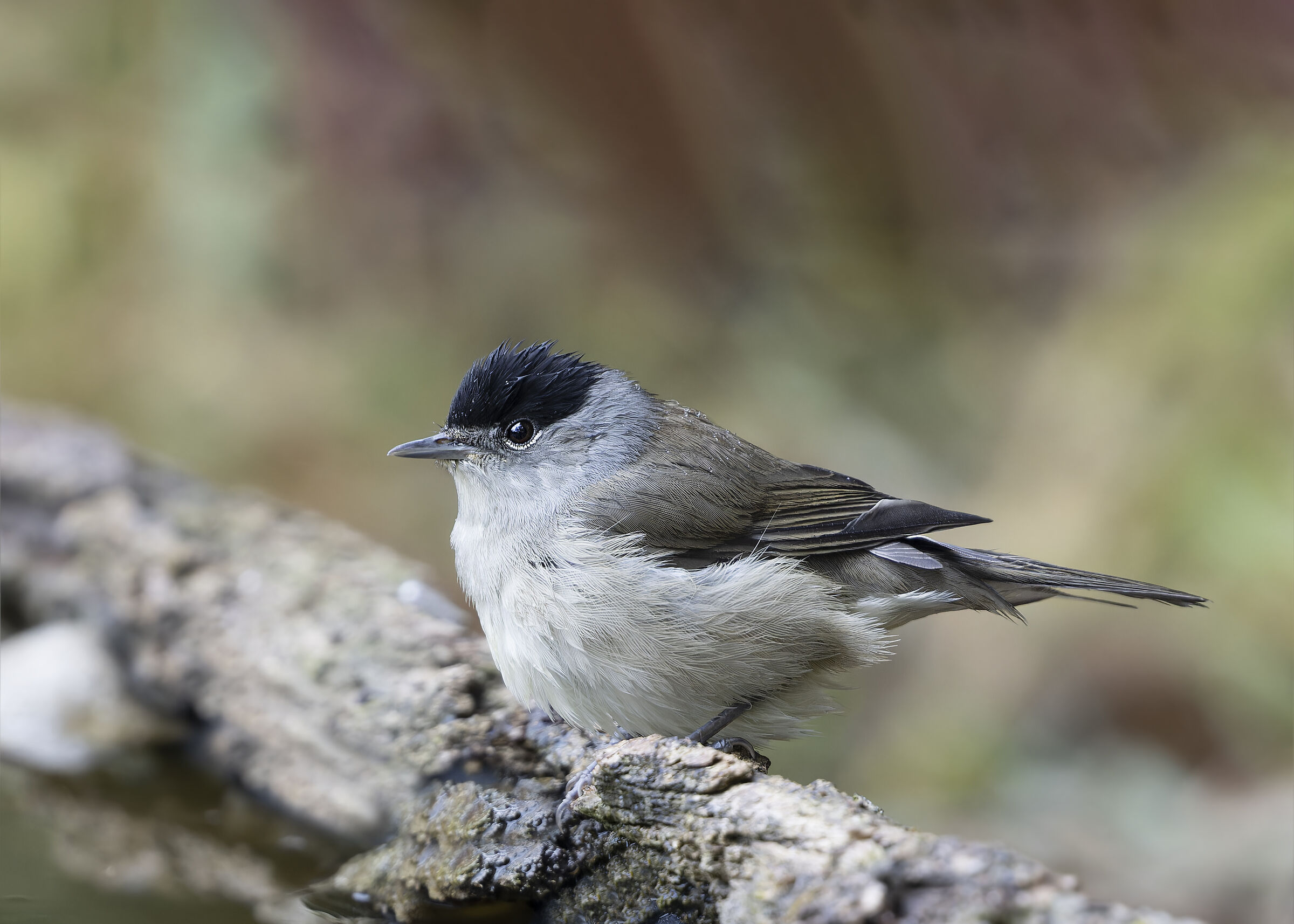 Blackcap