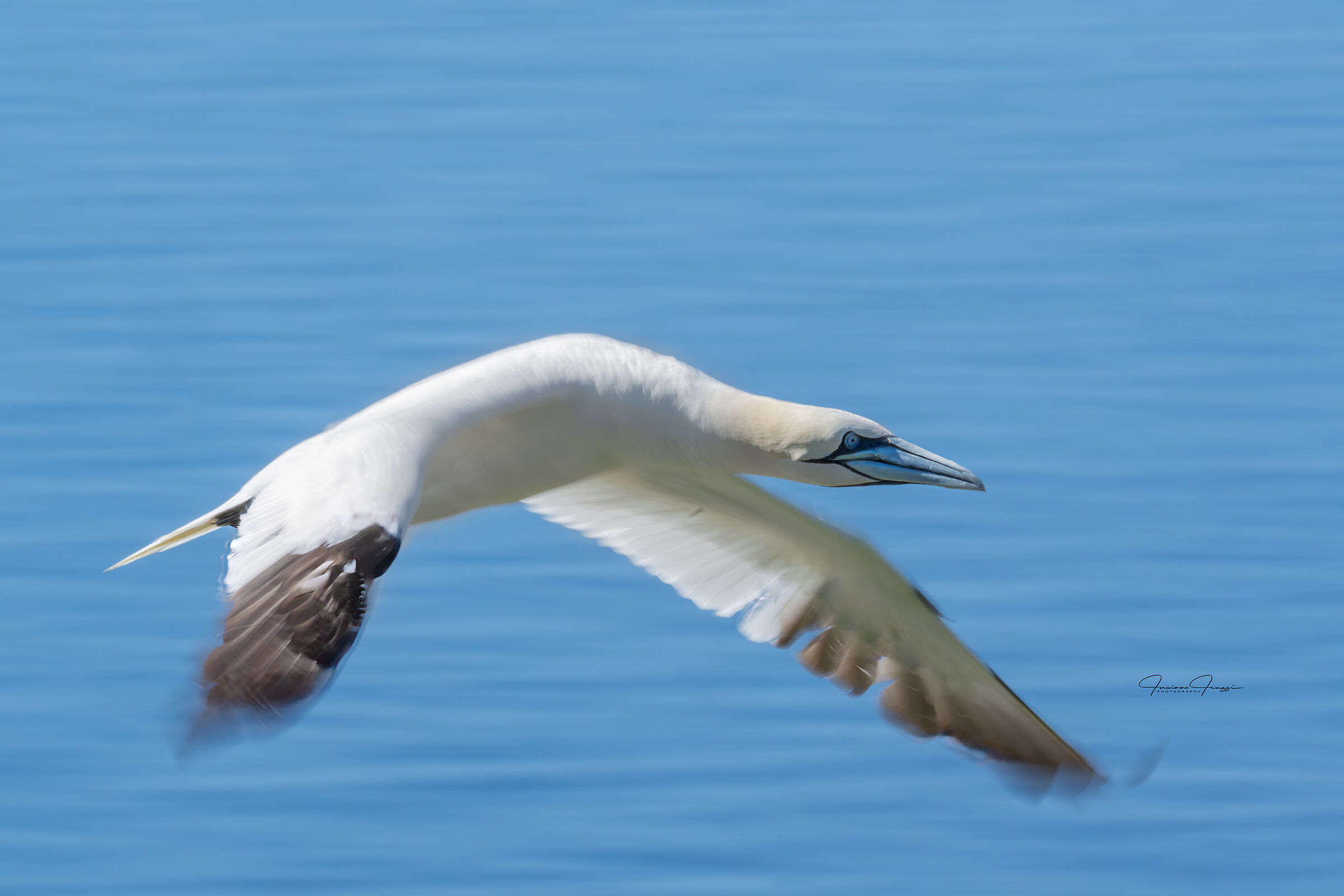 Gannet in flight