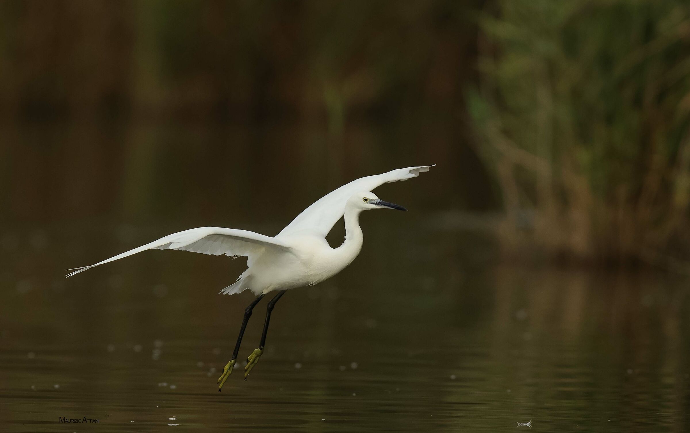 Egret