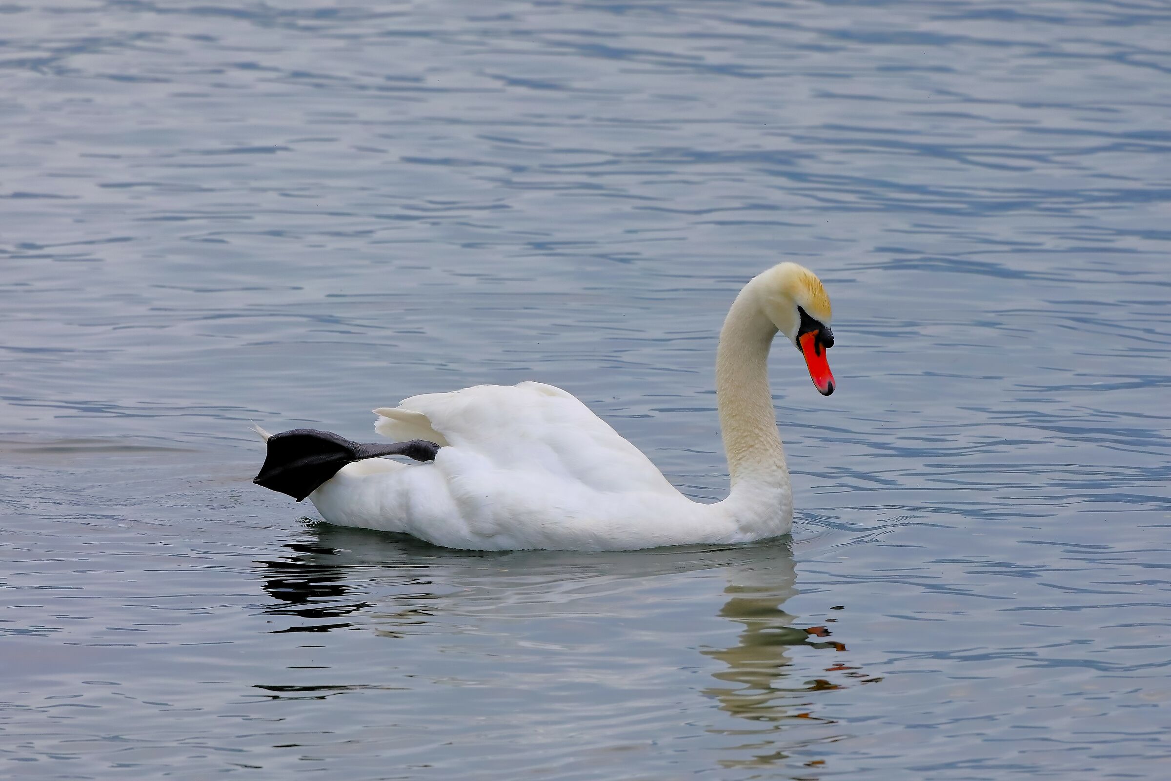 Swan 01-06-2023