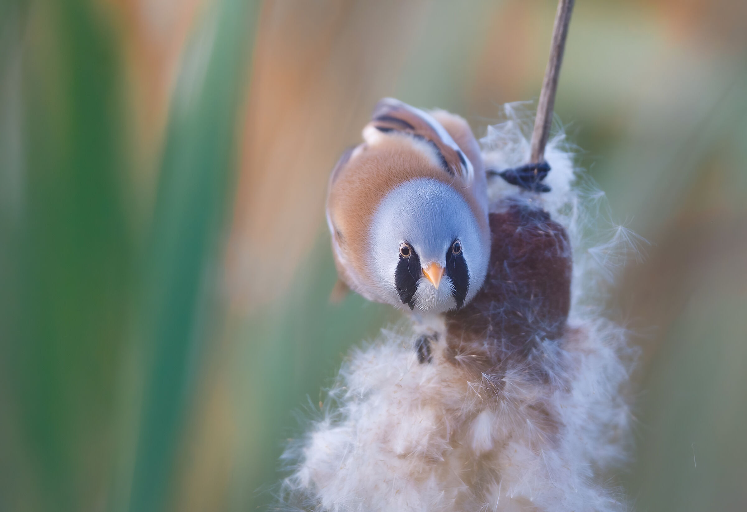 Biarmicus di Panurus