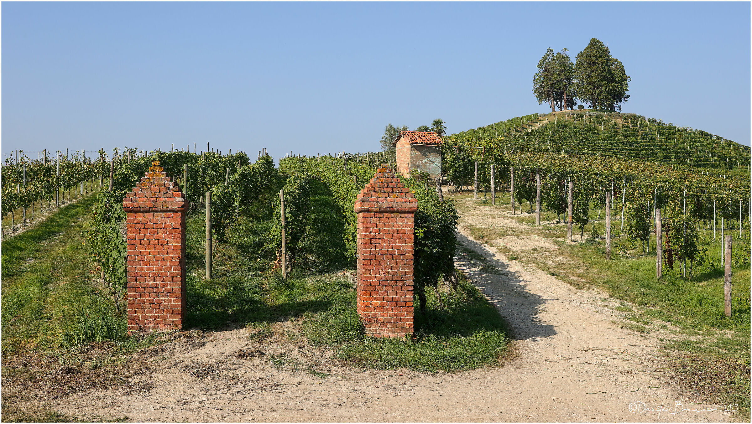 Grape varieties of Roero