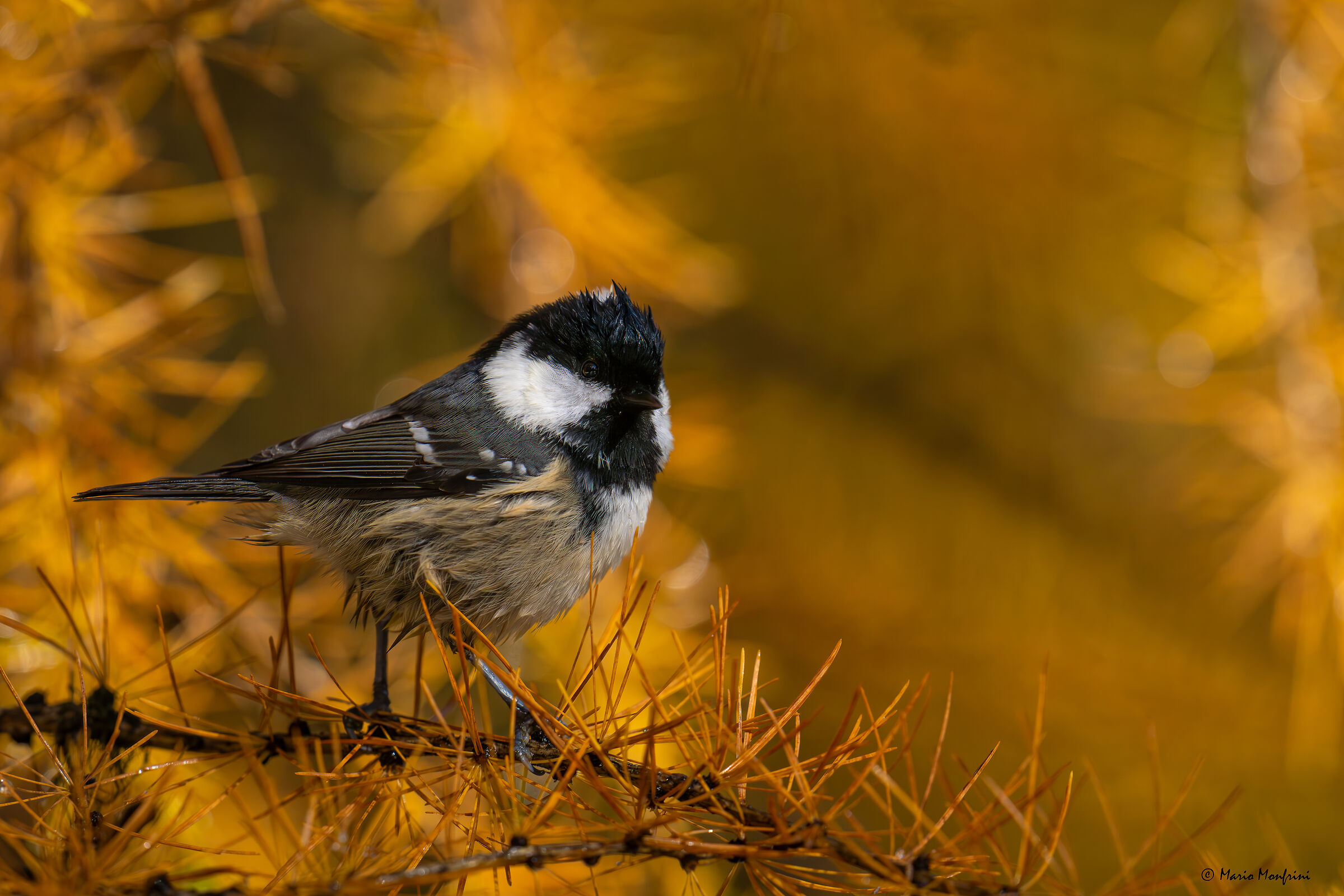 Autumn tit