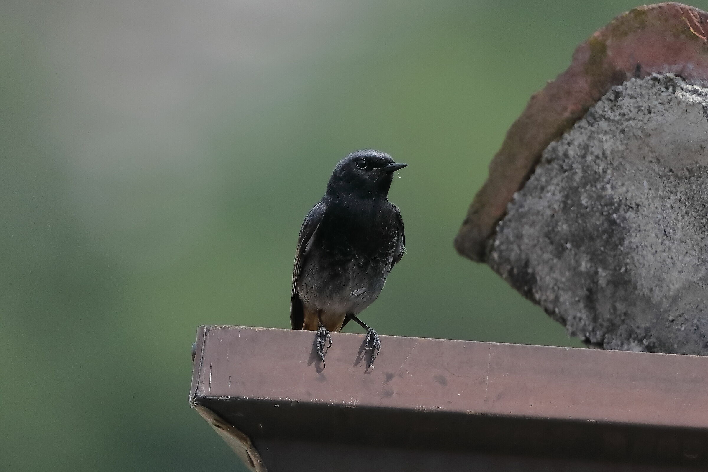 Redstart 30-05-2023