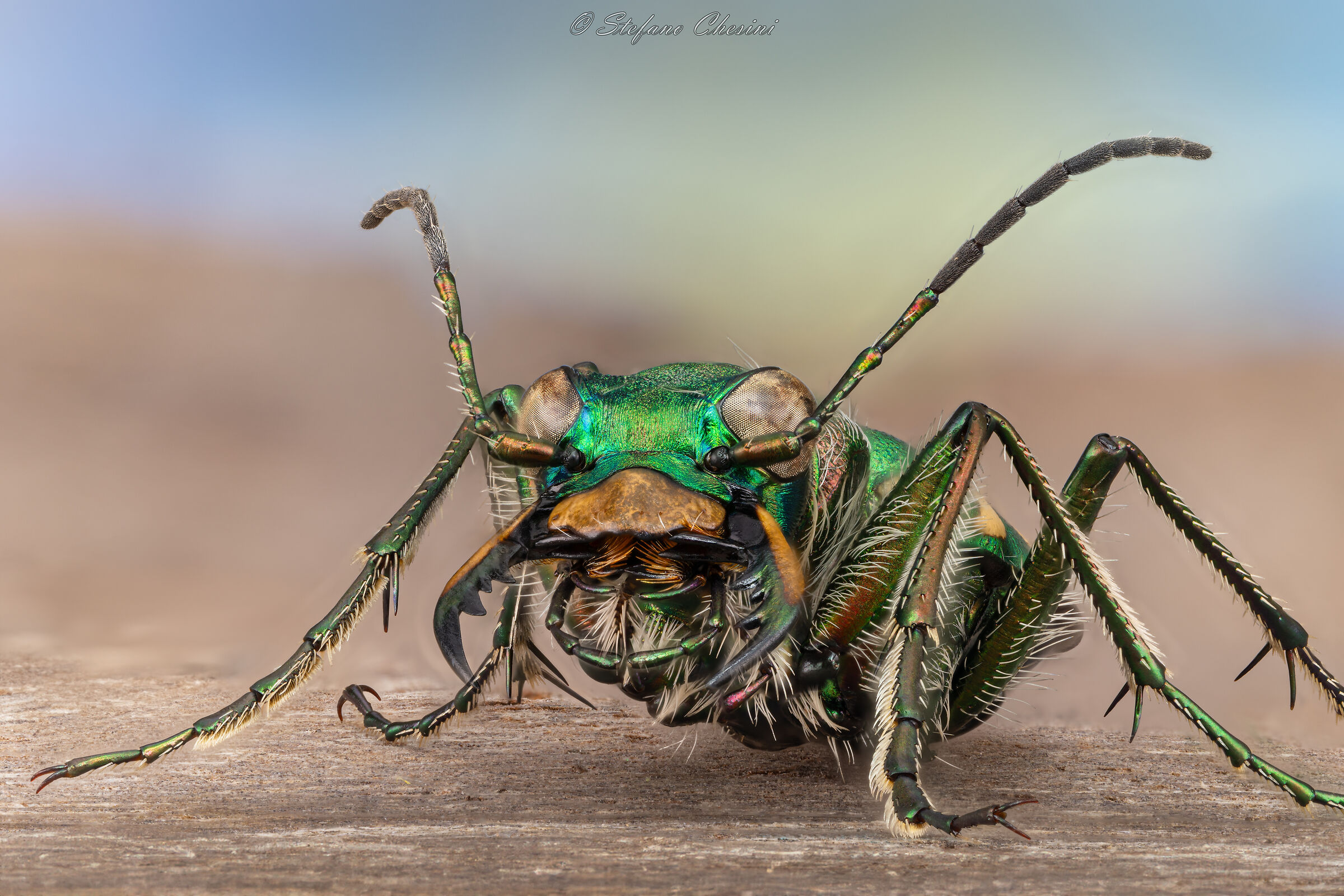 Cicindela campestris 2