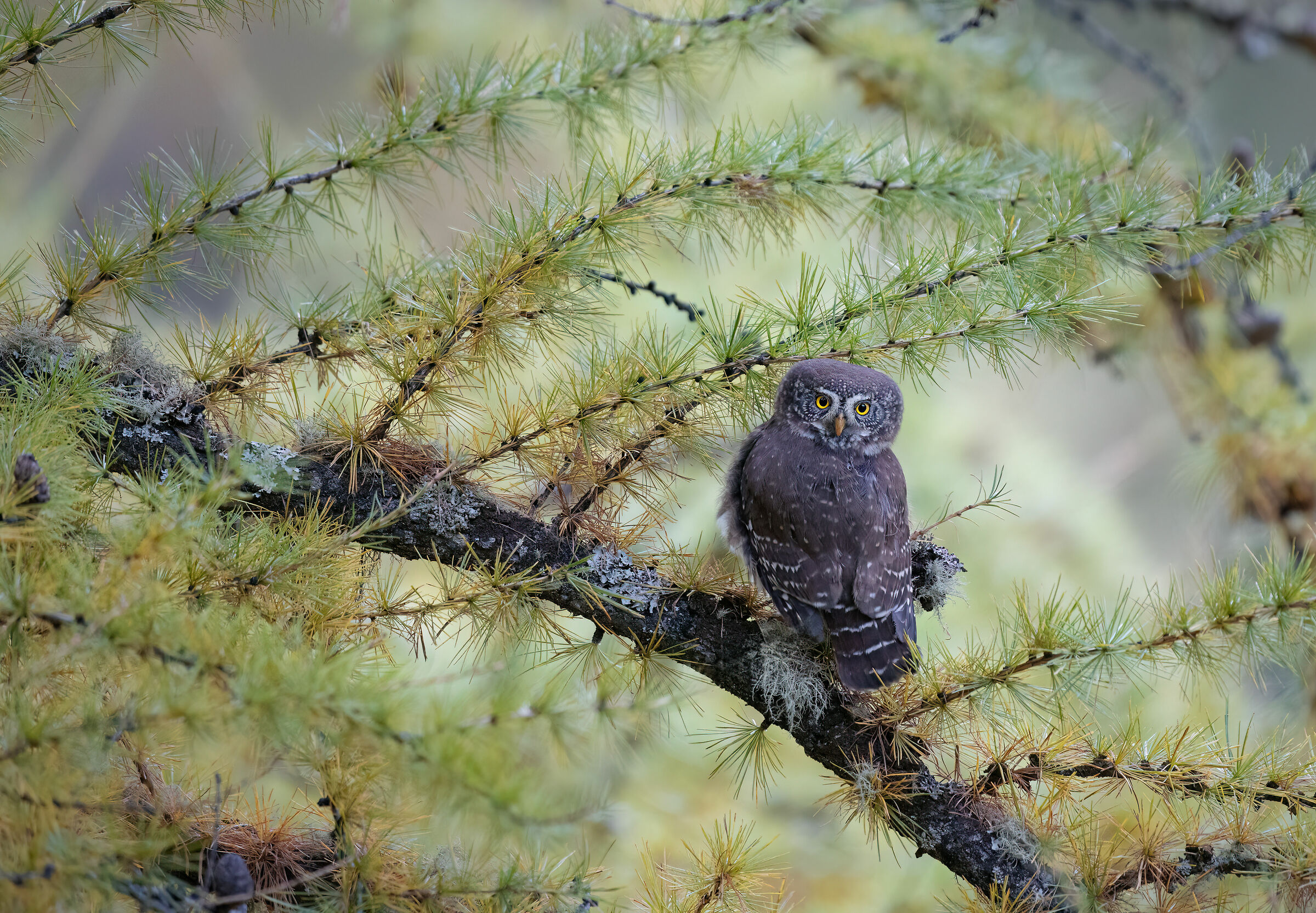 Dwarf owl
