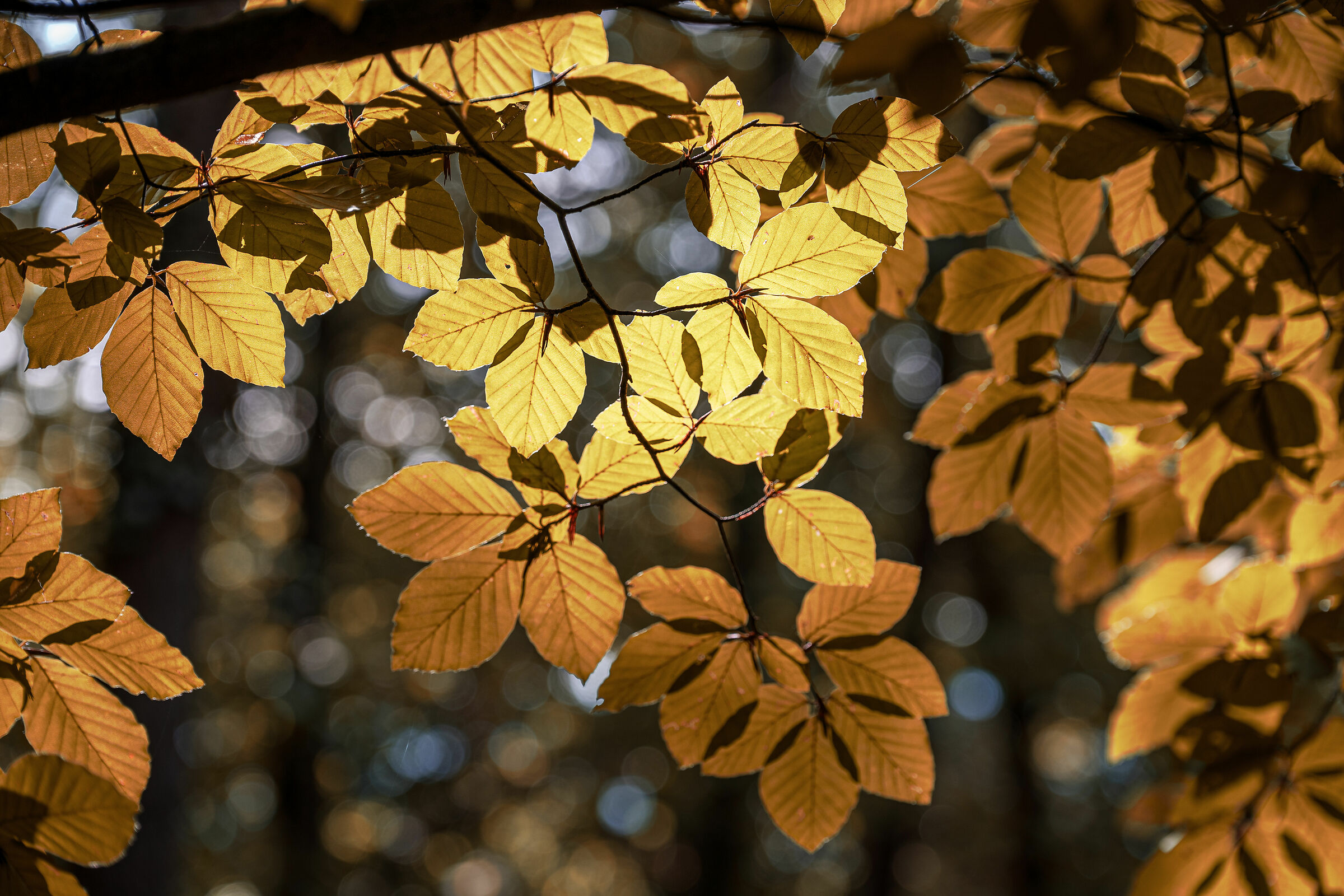 gold leaves