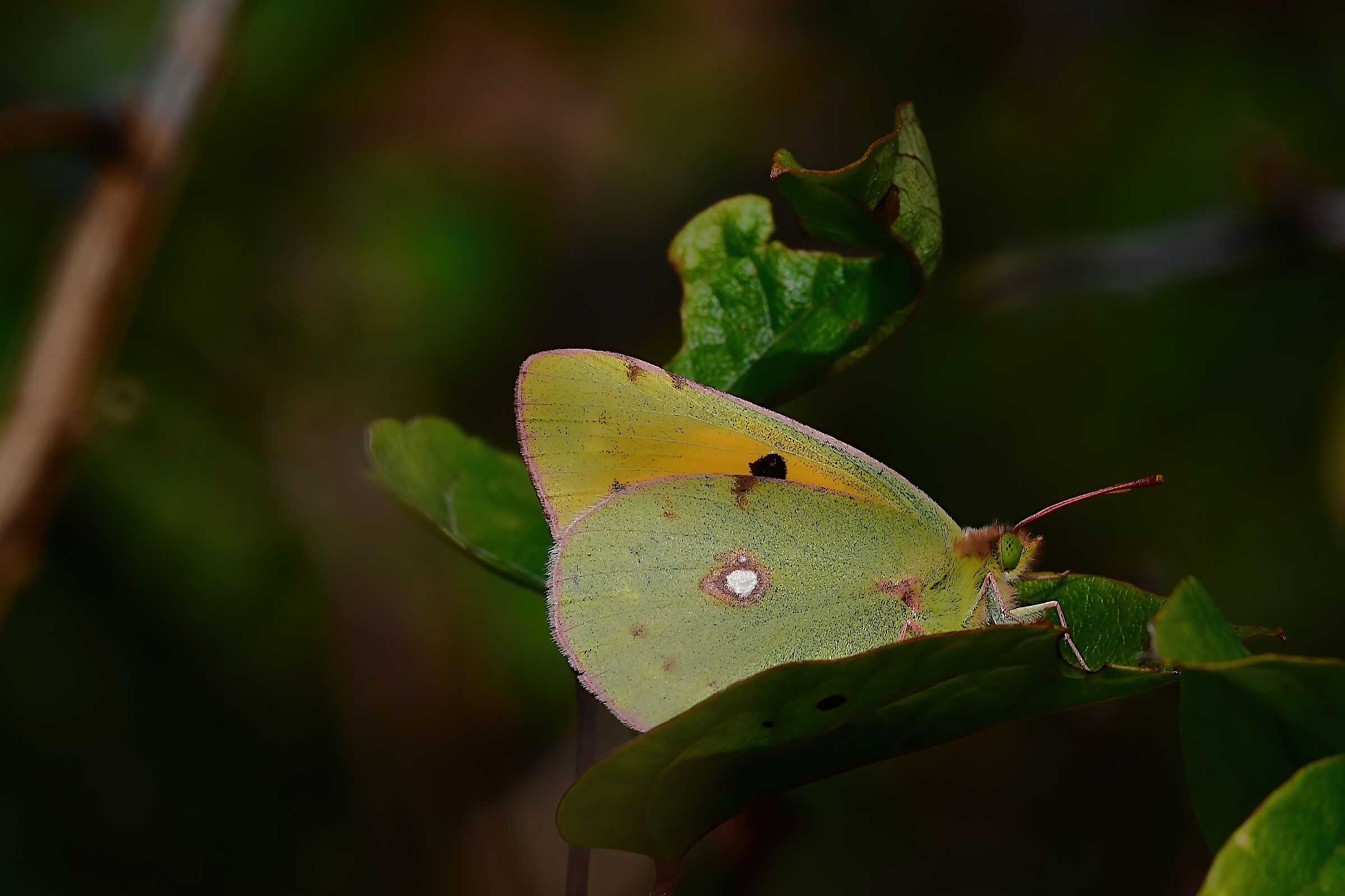 Poggio Castiglioni - PO