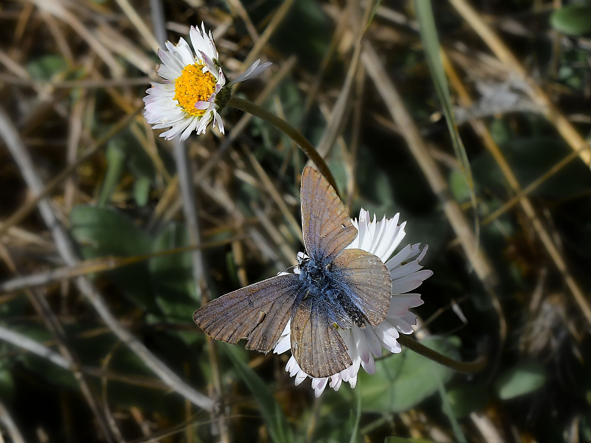 Poggio Castiglioni - PO