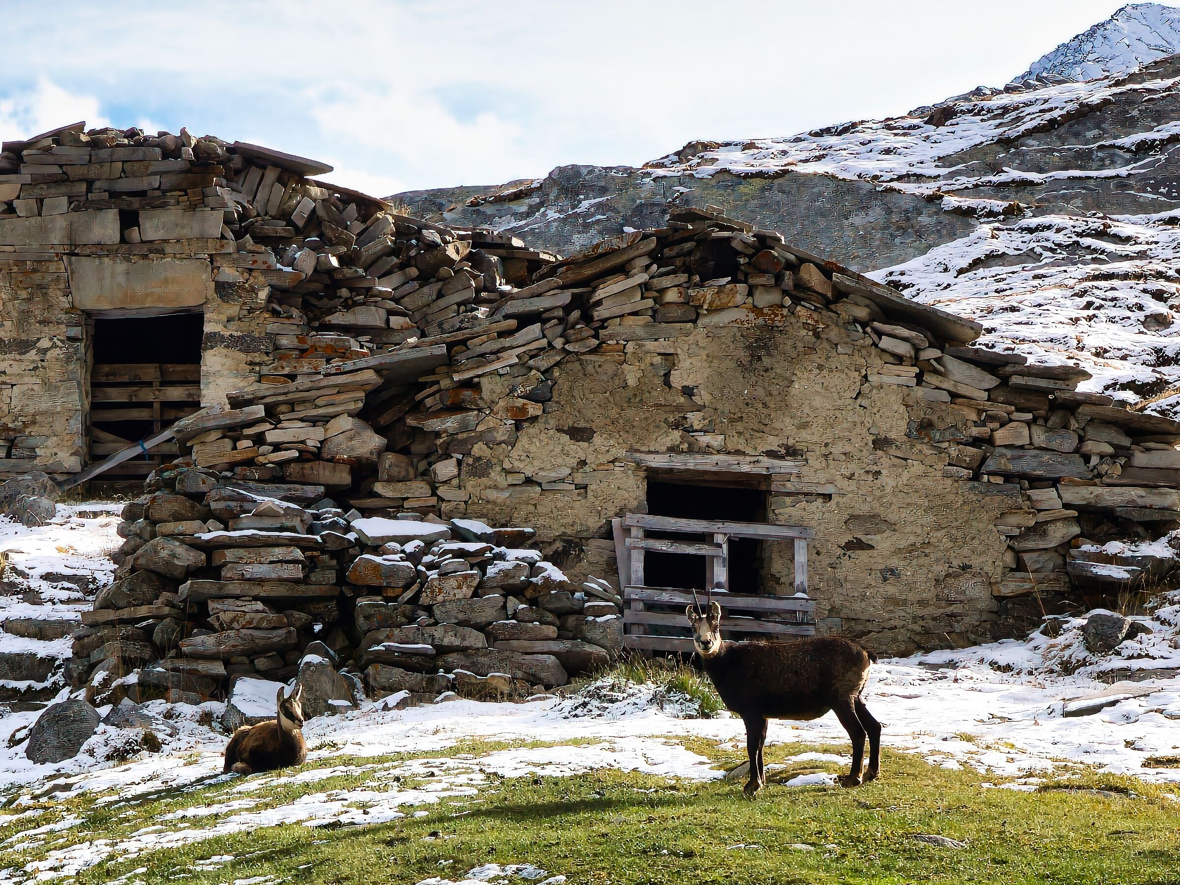 Camoscii in Valnontey
