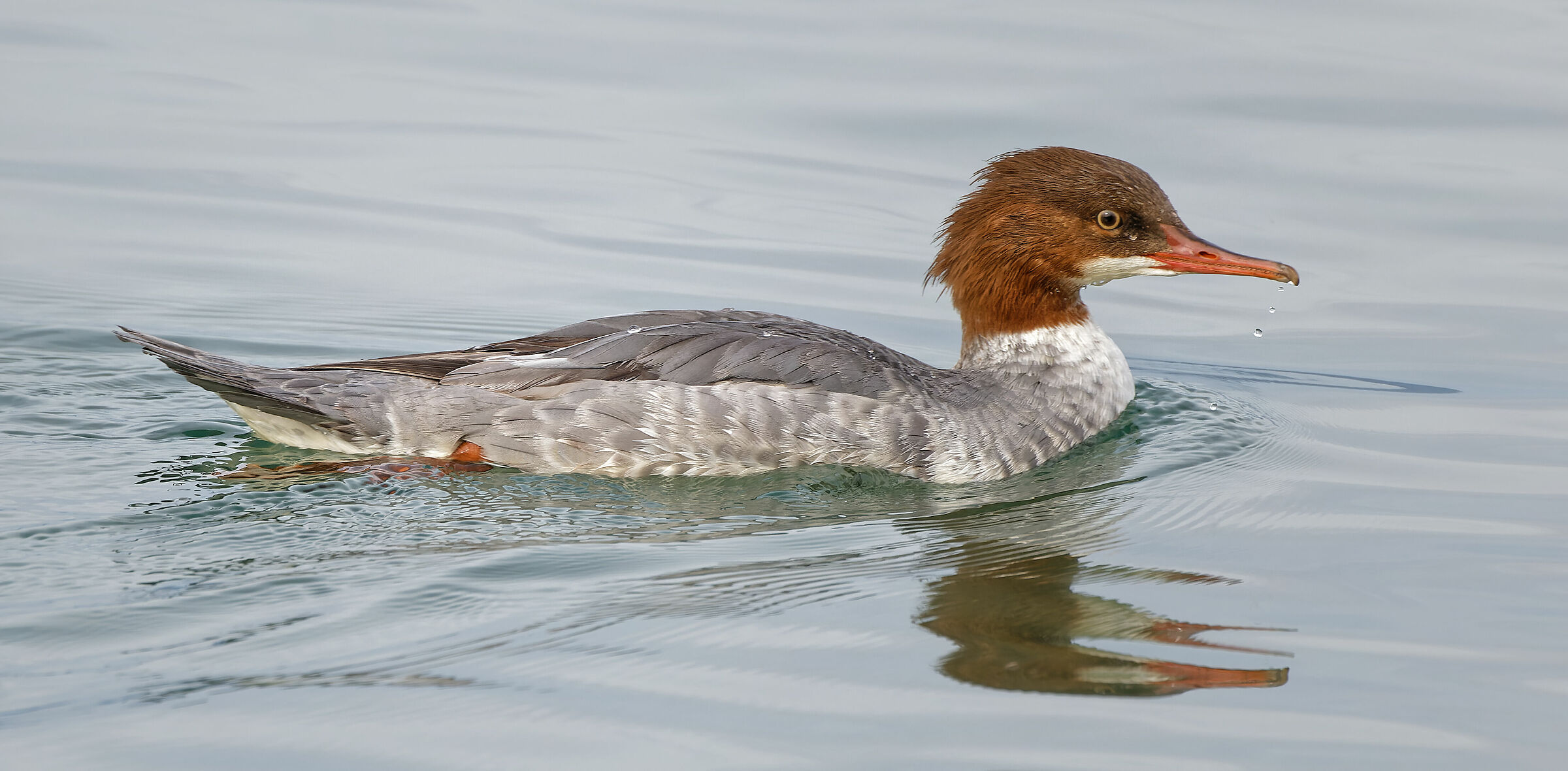 Merganser ?