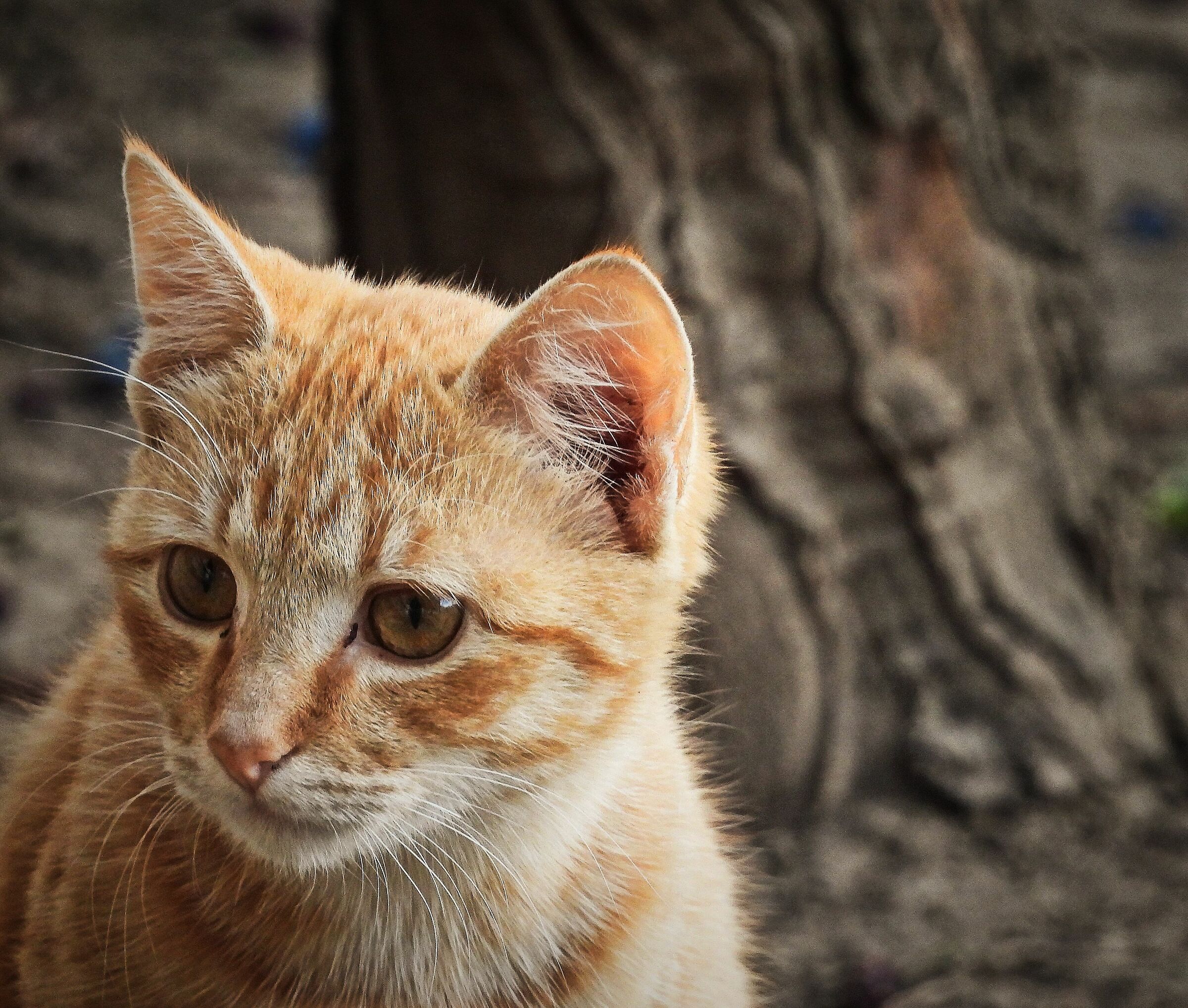 RED cat