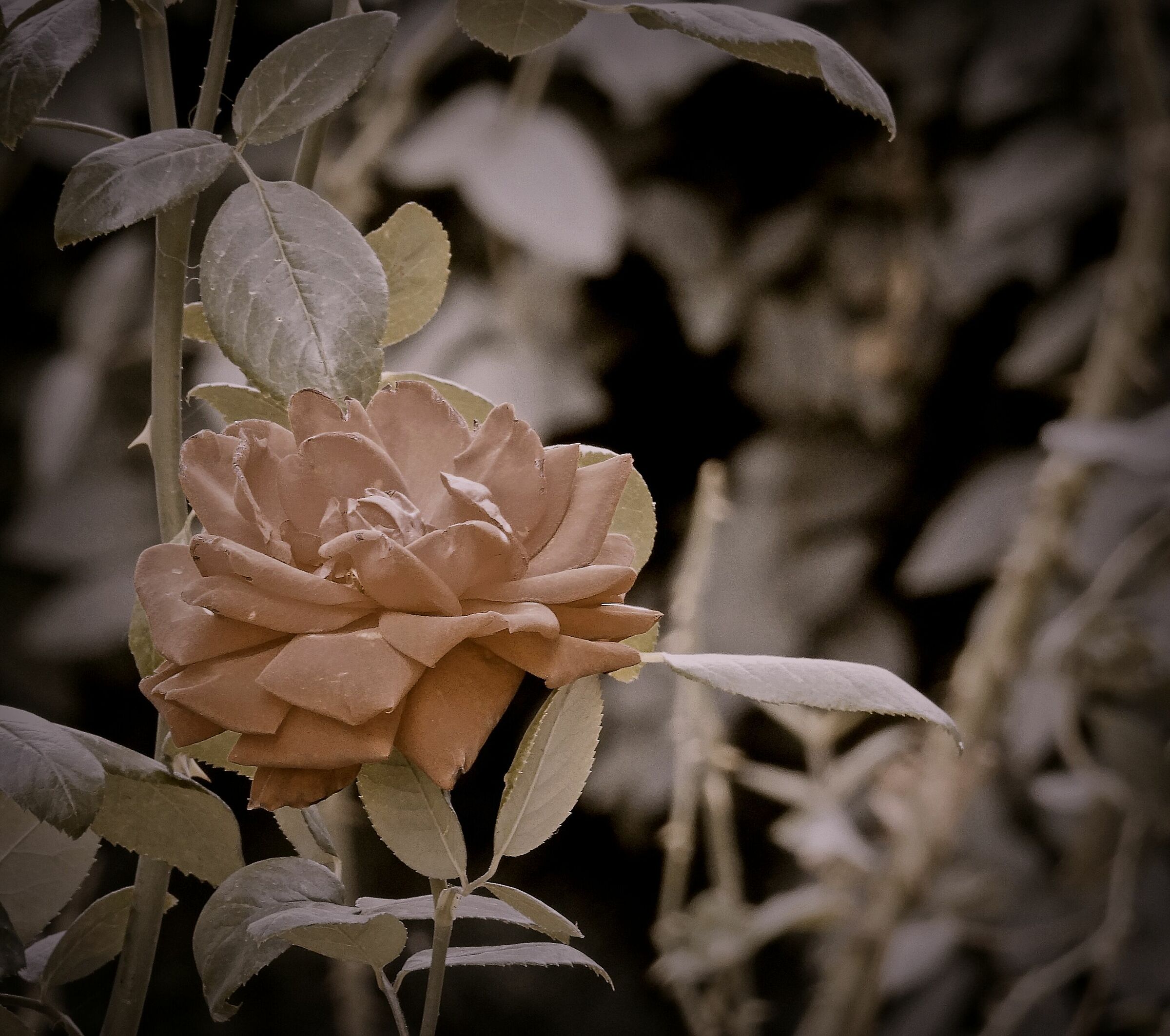 La rosa antica