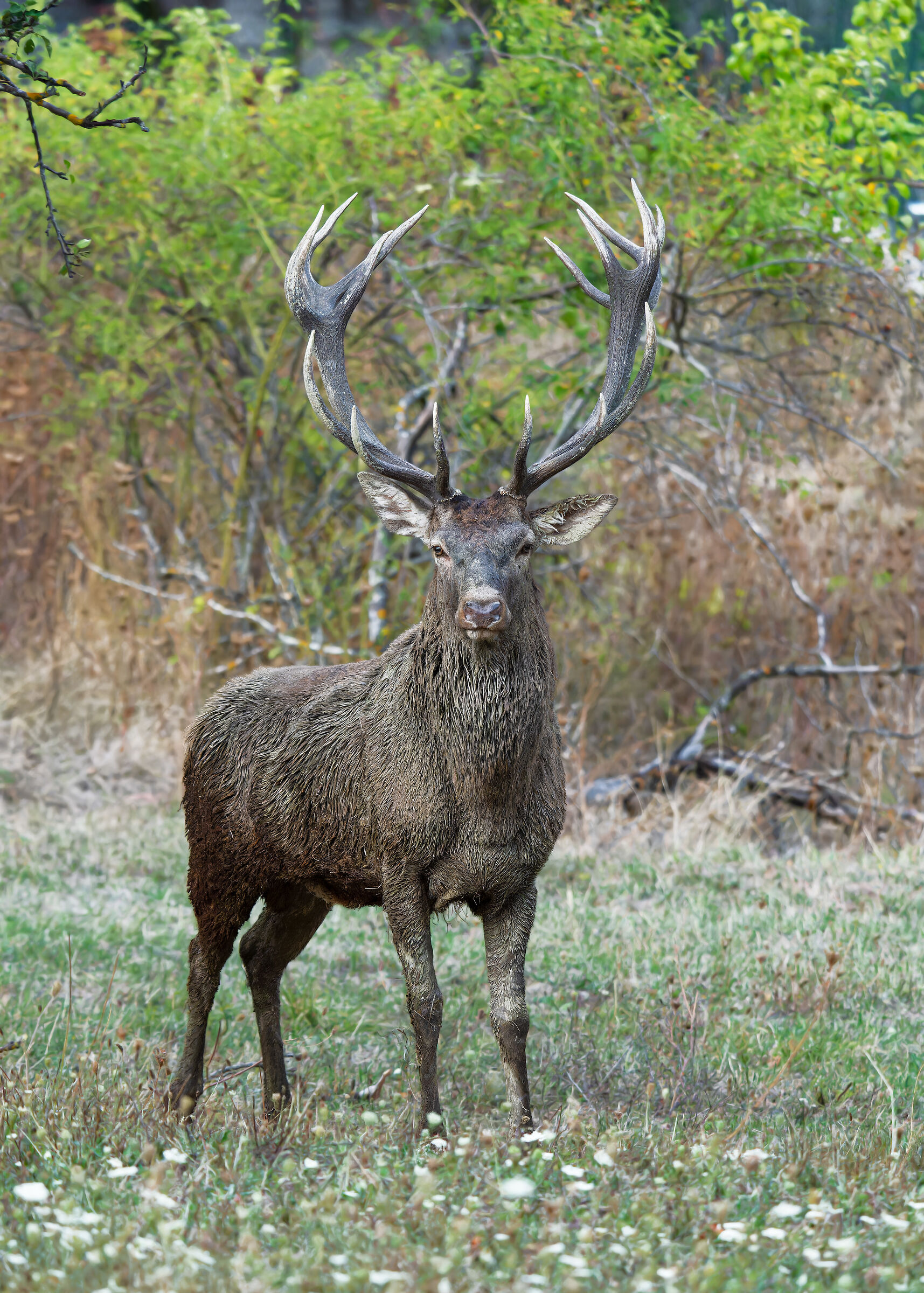 Red deer