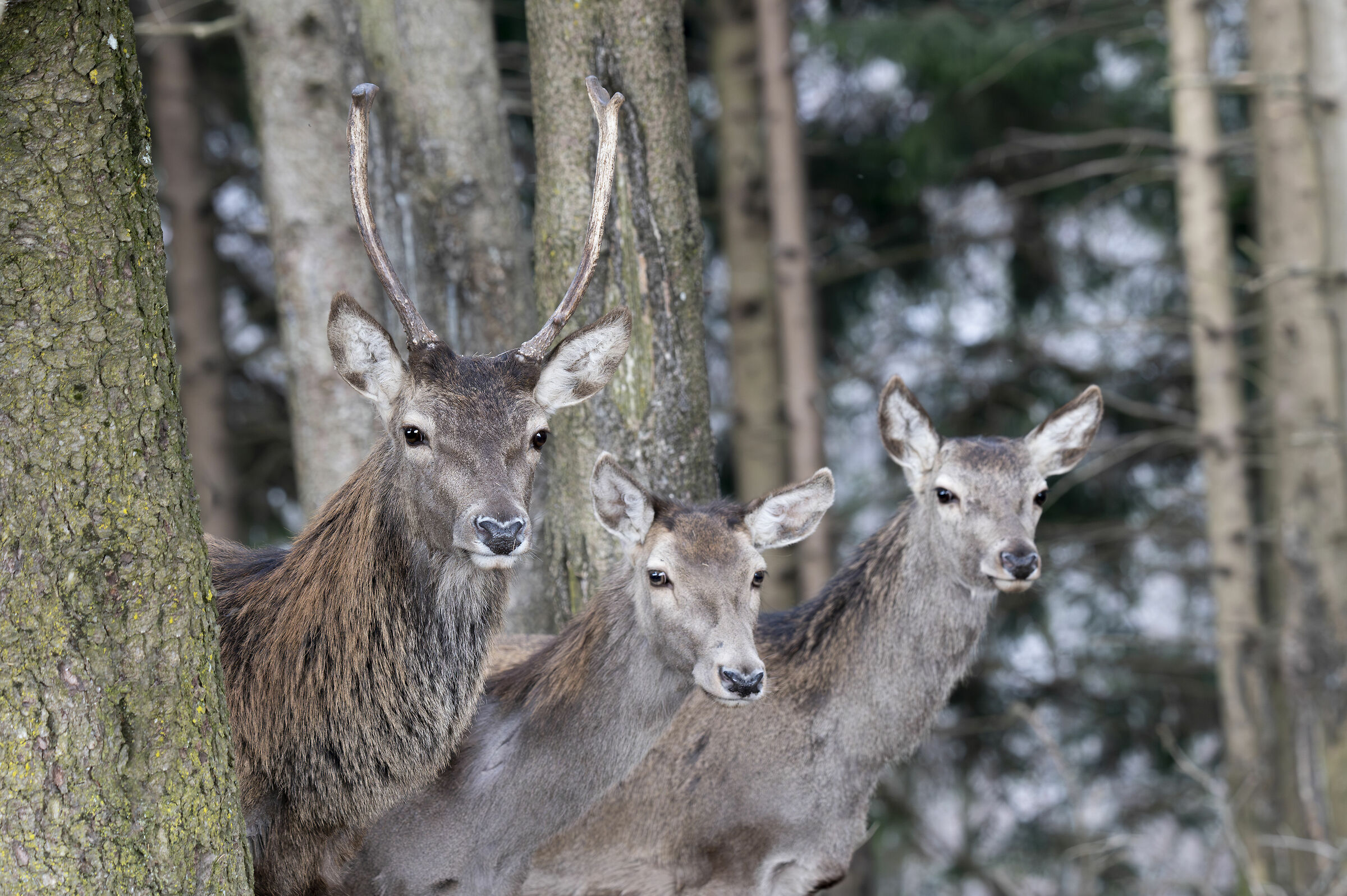 Cervo in bella compagnia