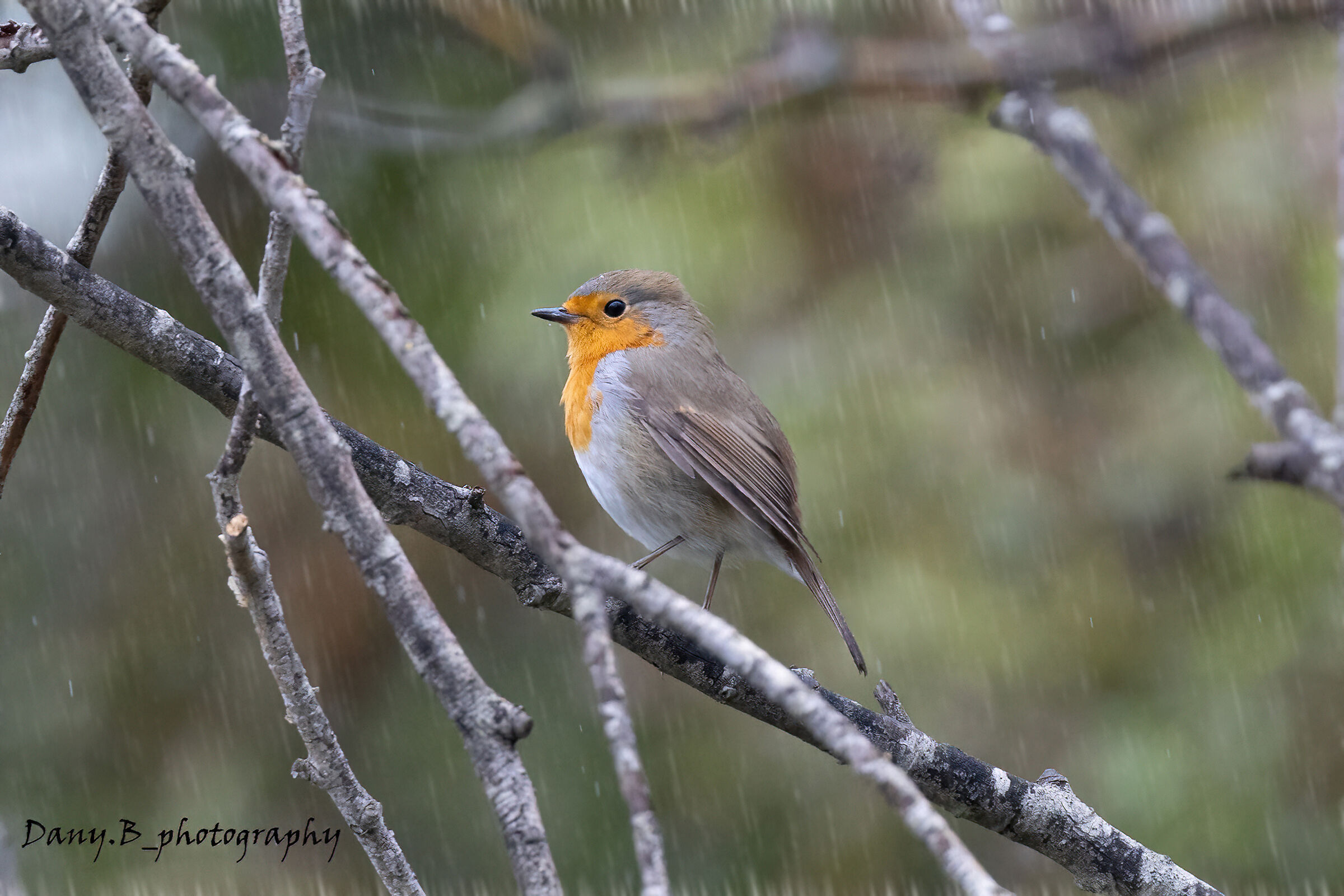 Robin's melancholy and bad weather