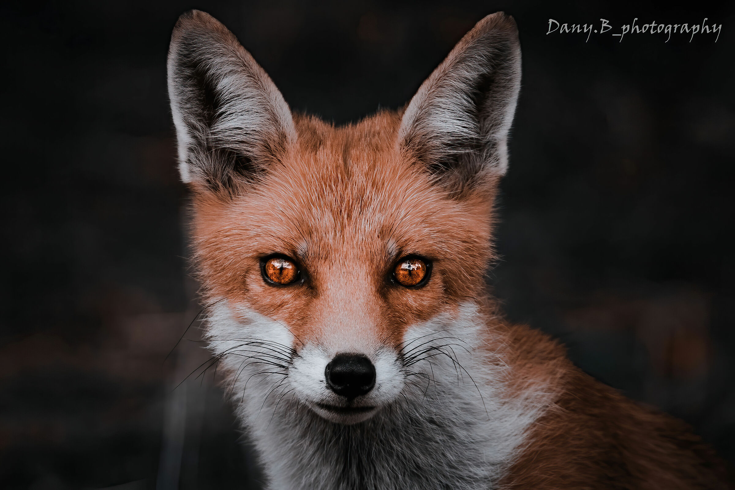 The most intense gaze of nature