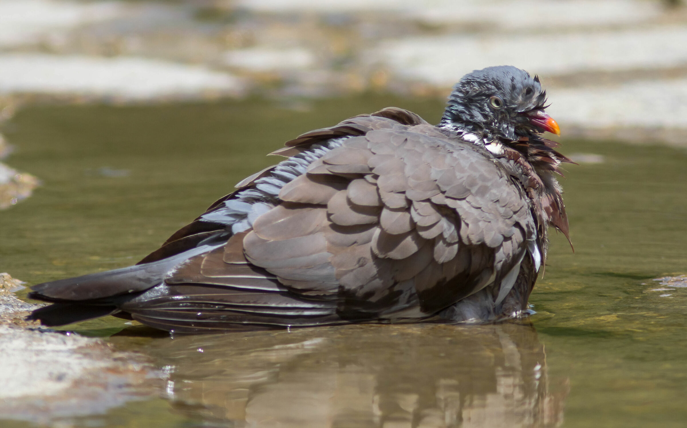 The wood pigeon bath