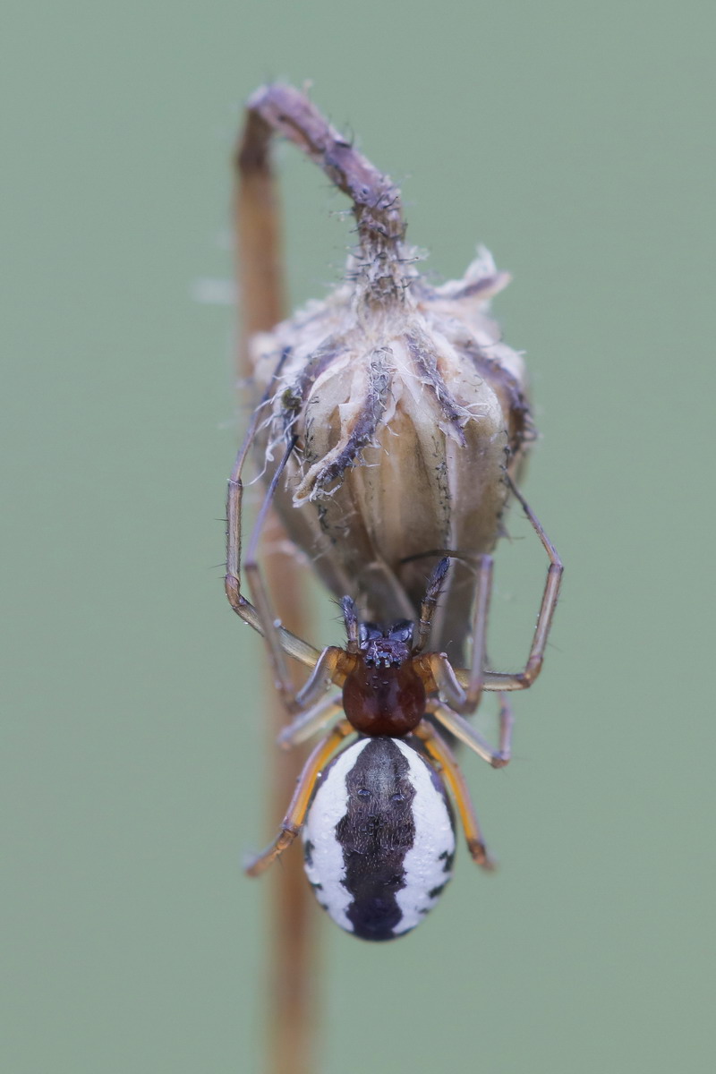 Rontinellina frutetorum